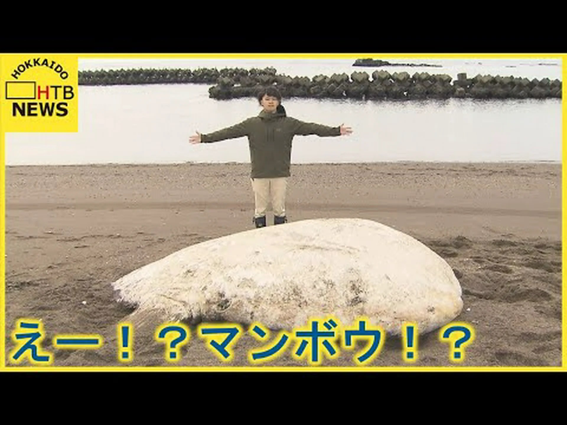 記録的な重さのマンボウ 記録的な重さのマンボウ