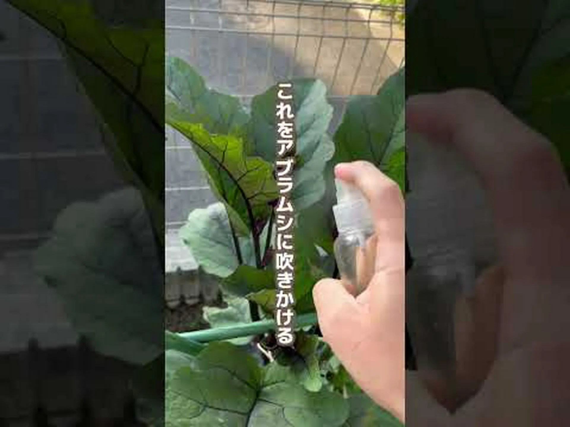 アブラムシは室内で訓練されています アブラムシは室内で訓練されています