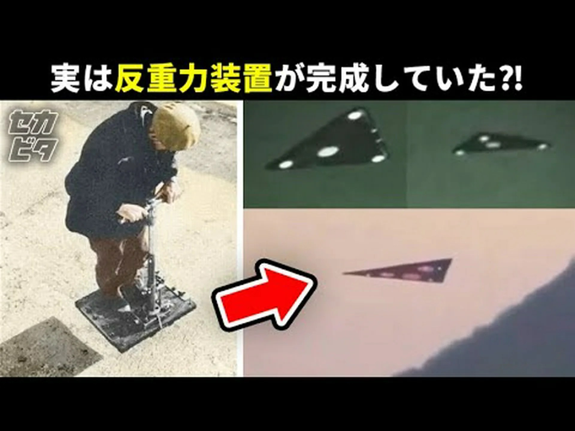 ディーゼル粒子状物質が昆虫に与える影響 ディーゼル粒子状物質が昆虫に与える影響