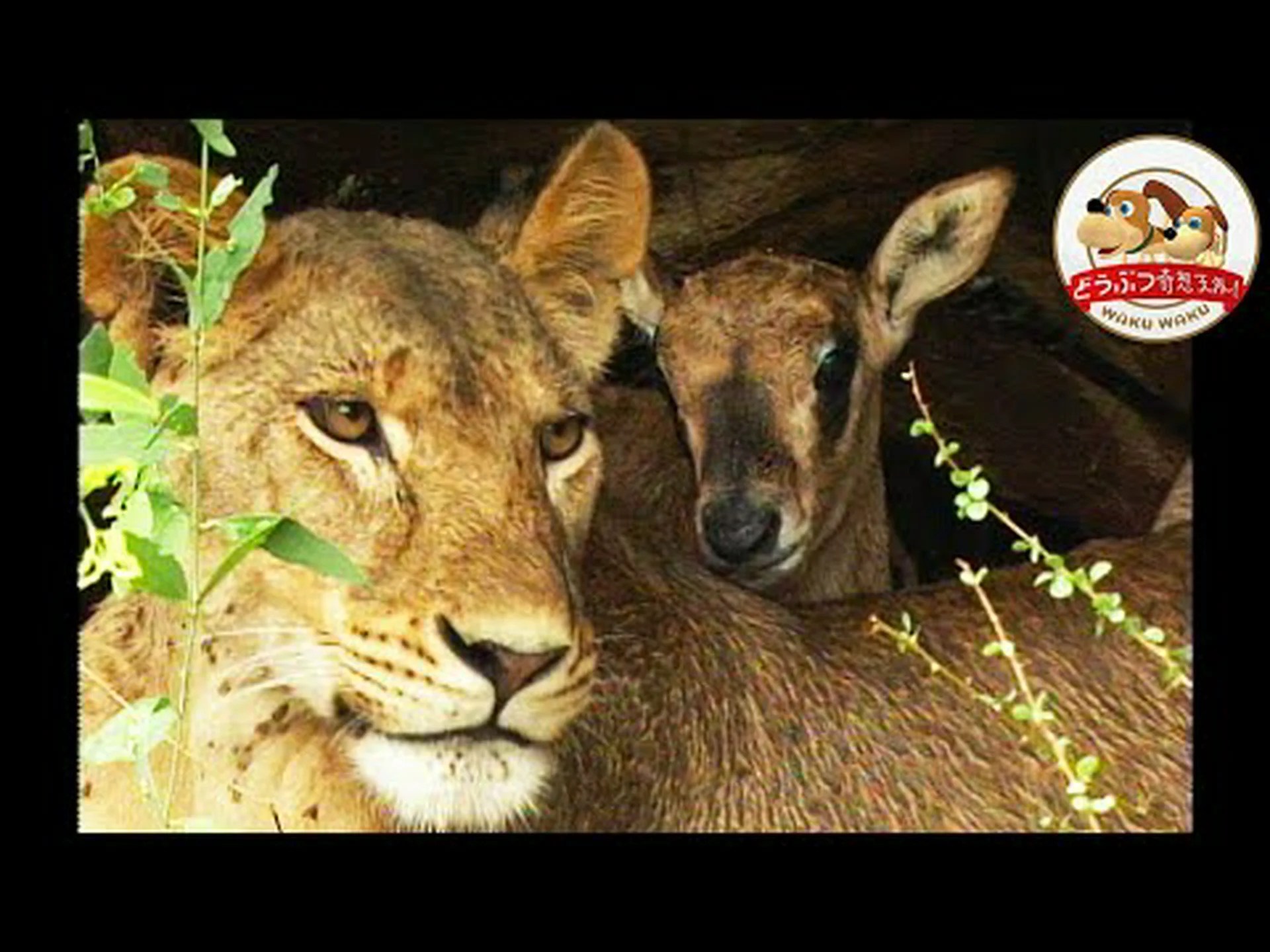 お互いを慰めるゾウ お互いを慰めるゾウ