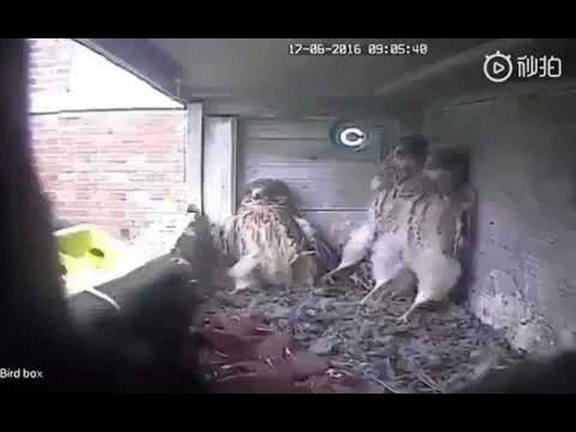 キリンはどのようにアリを助けるのか キリンはどのようにアリを助けるのか