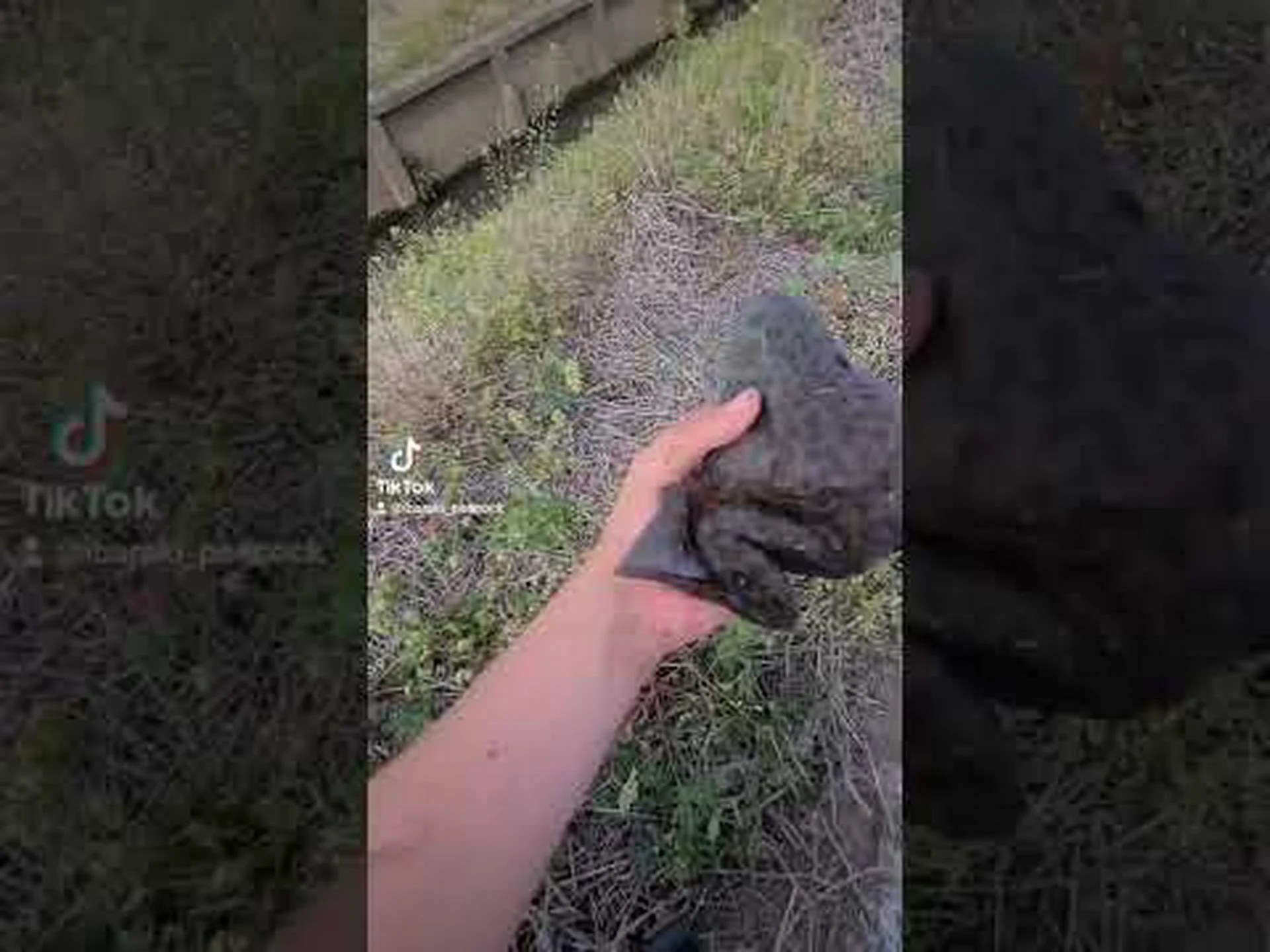 外来種のカエルが南オーストラリア州の生態系を脅かす 外来種のカエルが南オーストラリア州の生態系を脅かす