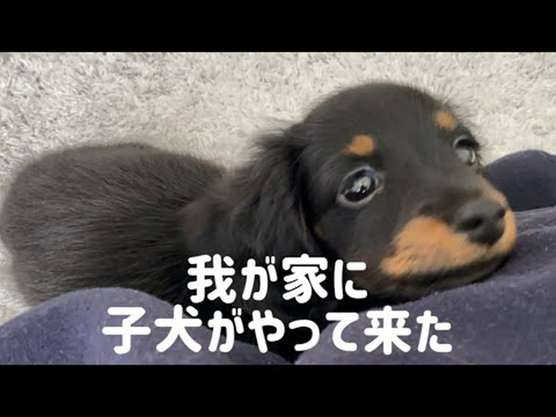 ダックスフントが壊れやすい理由 ダックスフントが壊れやすい理由