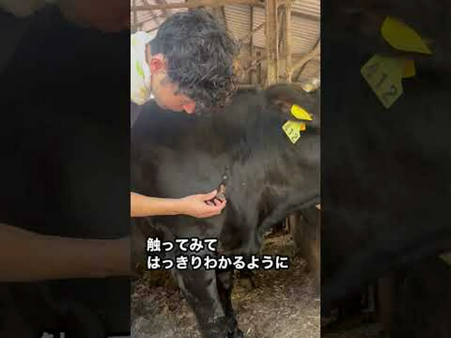 遺伝子ハサミで牛の抵抗力が高まる 遺伝子ハサミで牛の抵抗力が高まる