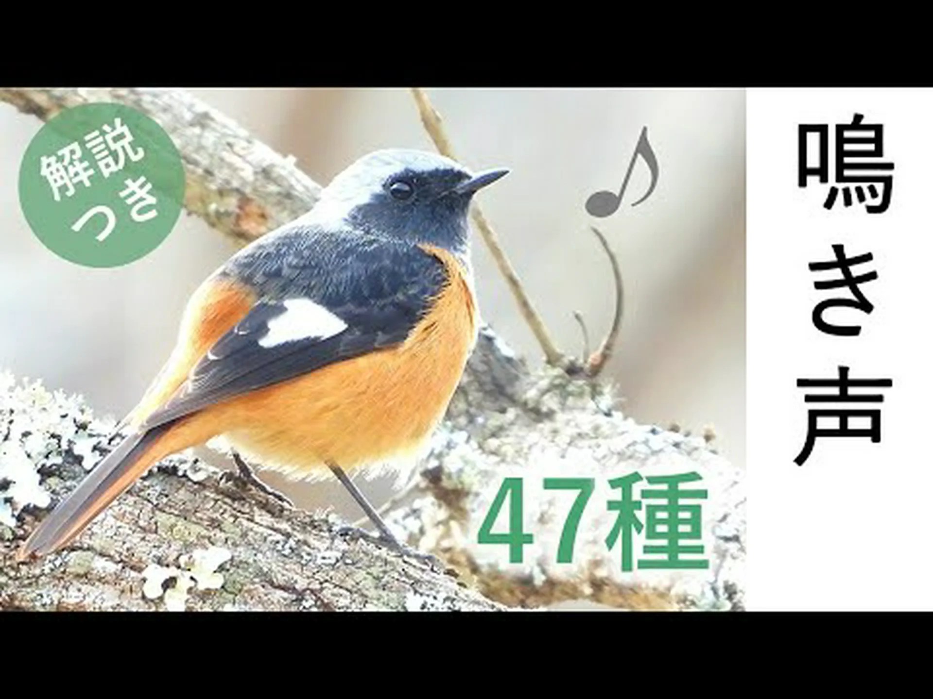 鳴き鳥のピッチは何によって決まるのでしょうか? 鳴き鳥のピッチは何によって決まるのでしょうか?