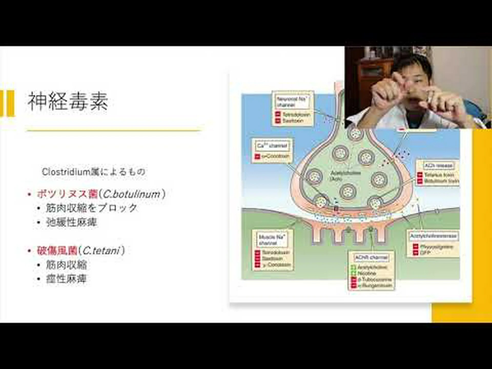 砂糖と菌類に対する細菌毒を配合 砂糖と菌類に対する細菌毒を配合