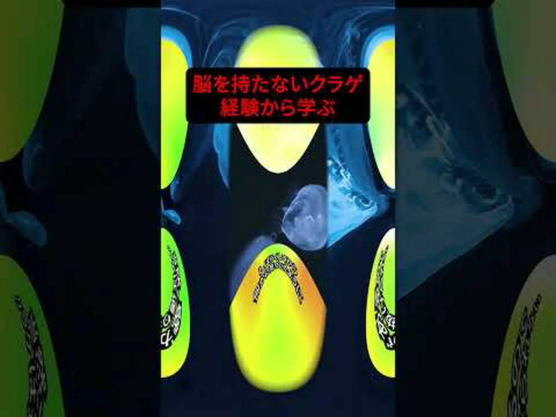 クラゲでも学習できる クラゲでも学習できる