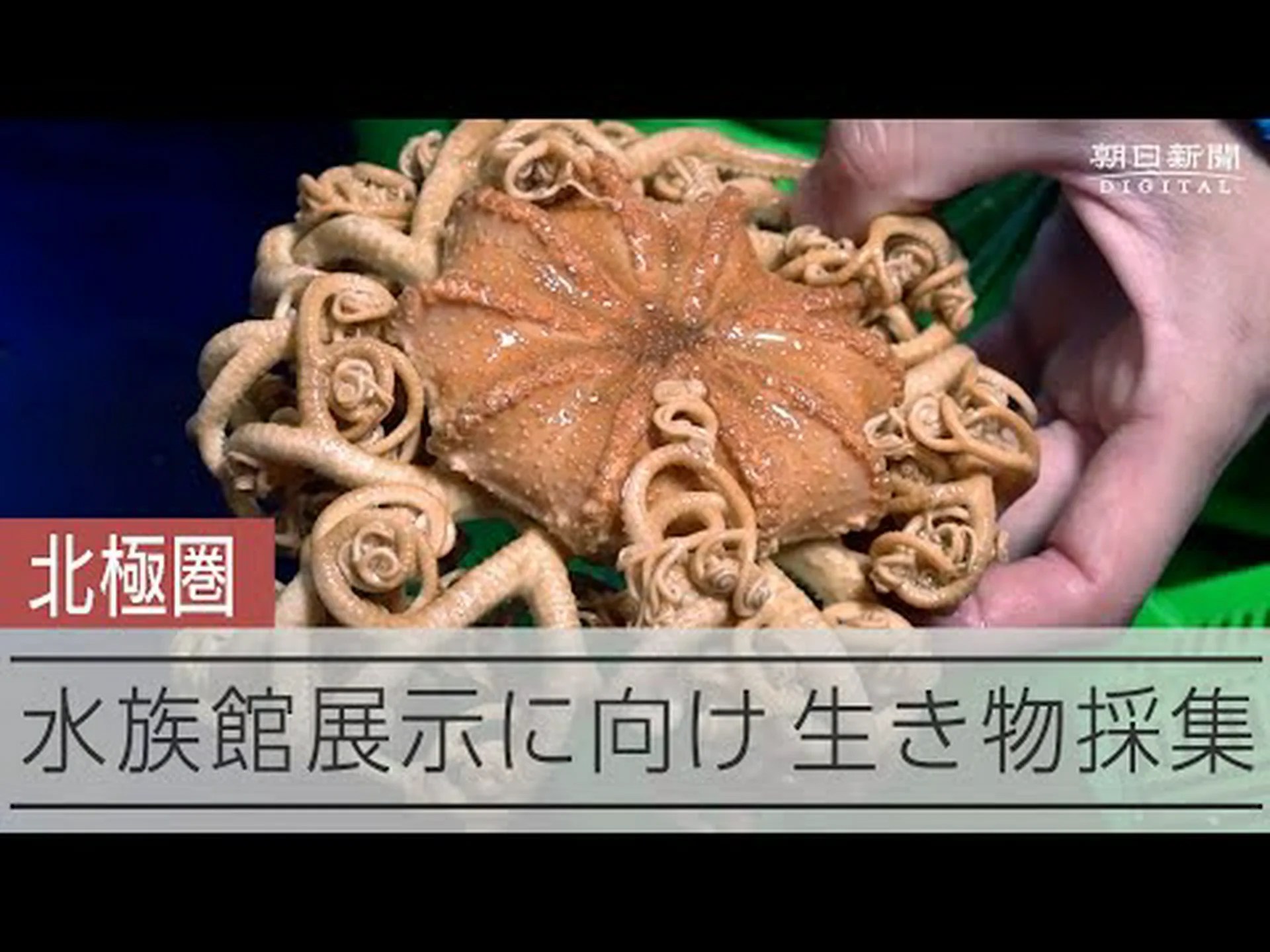 かつては淡水で満たされていた北極海 かつては淡水で満たされていた北極海