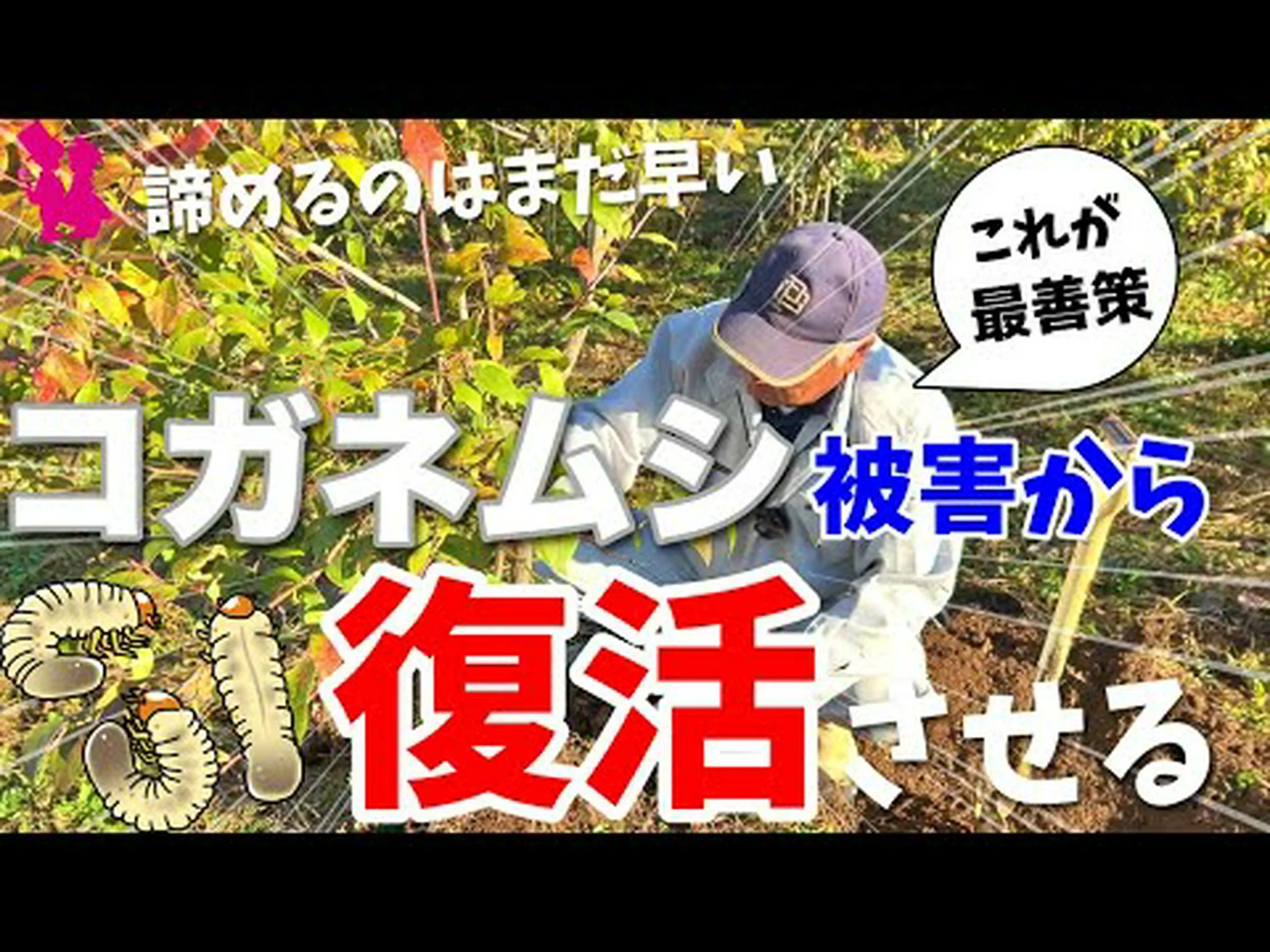 今年は植物に被害を与えるコガネムシの数が2000年よりも少ない 今年は植物に被害を与えるコガネムシの数が2000年よりも少ない