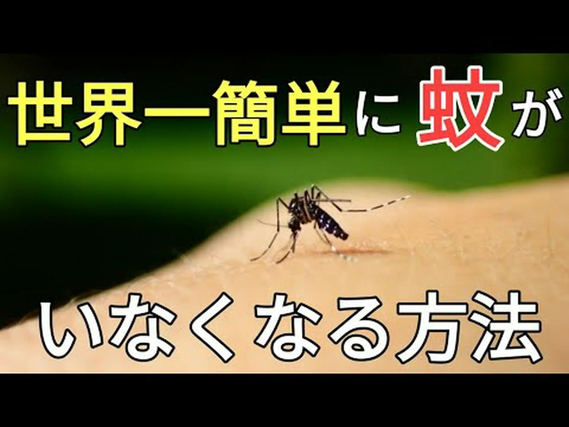 ダニはイギリスの芝生が大好き ダニはイギリスの芝生が大好き