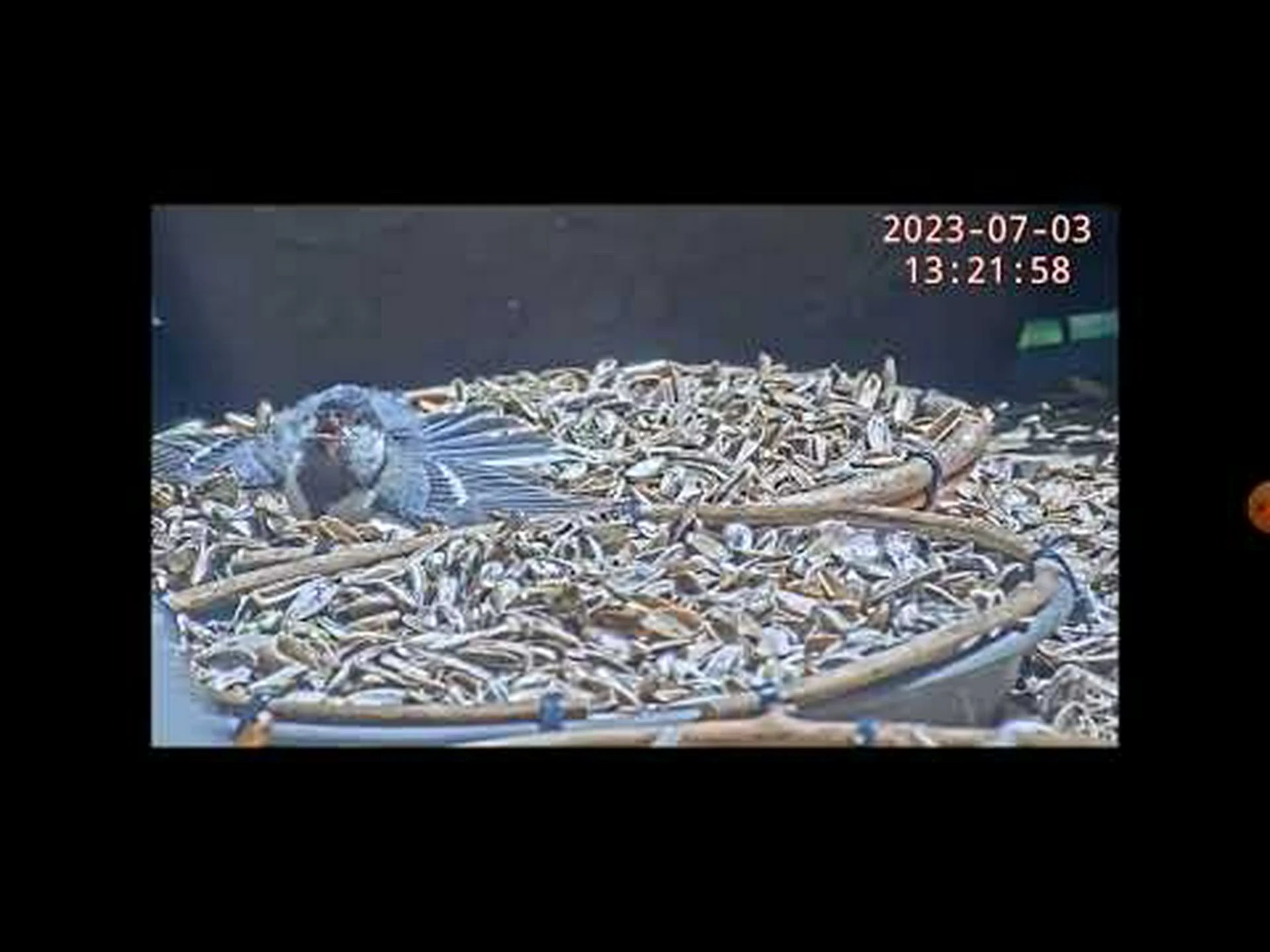 都会のシジュウカラは羽が薄い 都会のシジュウカラは羽が薄い