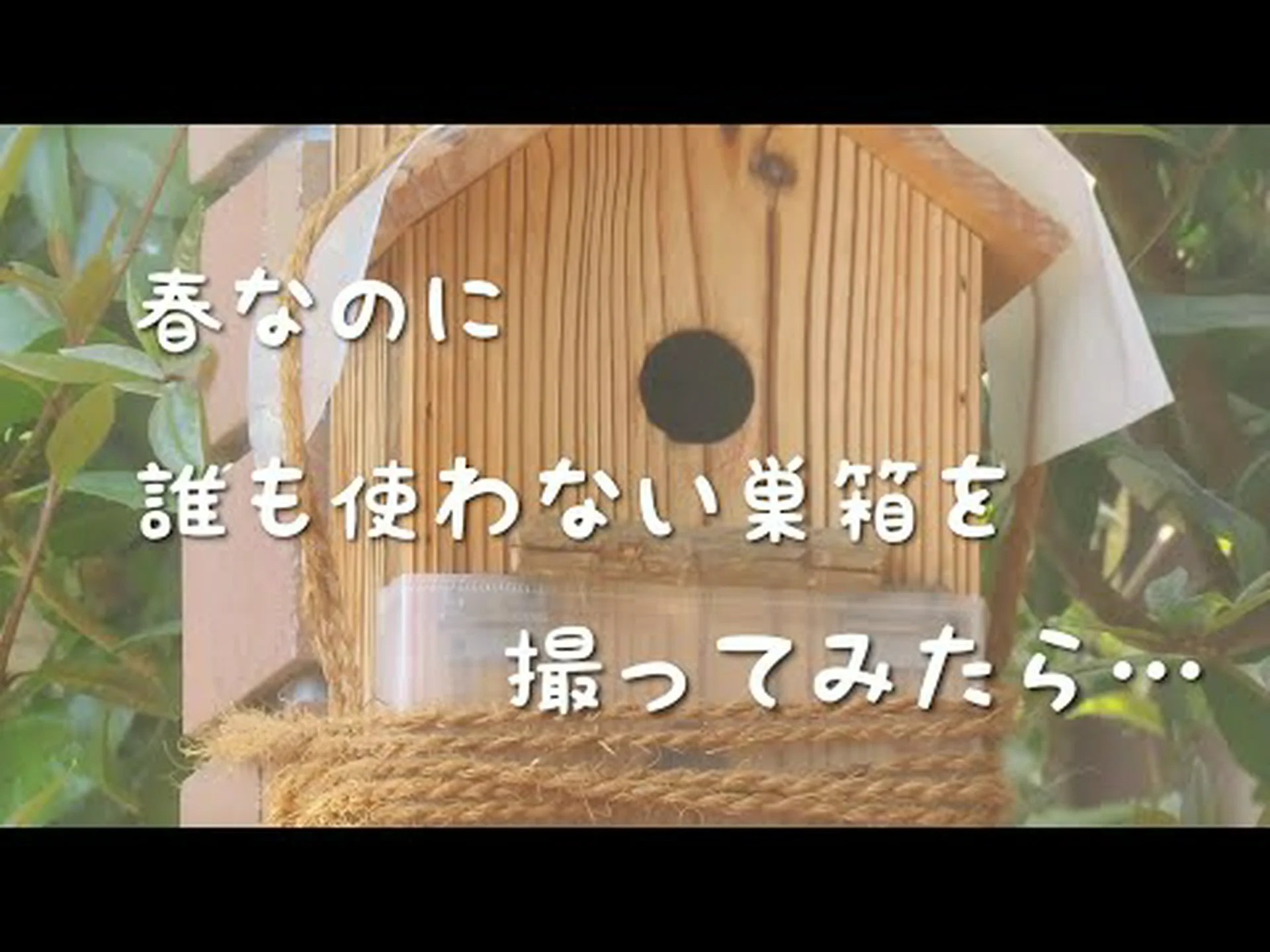 アオシジュウカラが巣に香りを付ける アオシジュウカラが巣に香りを付ける