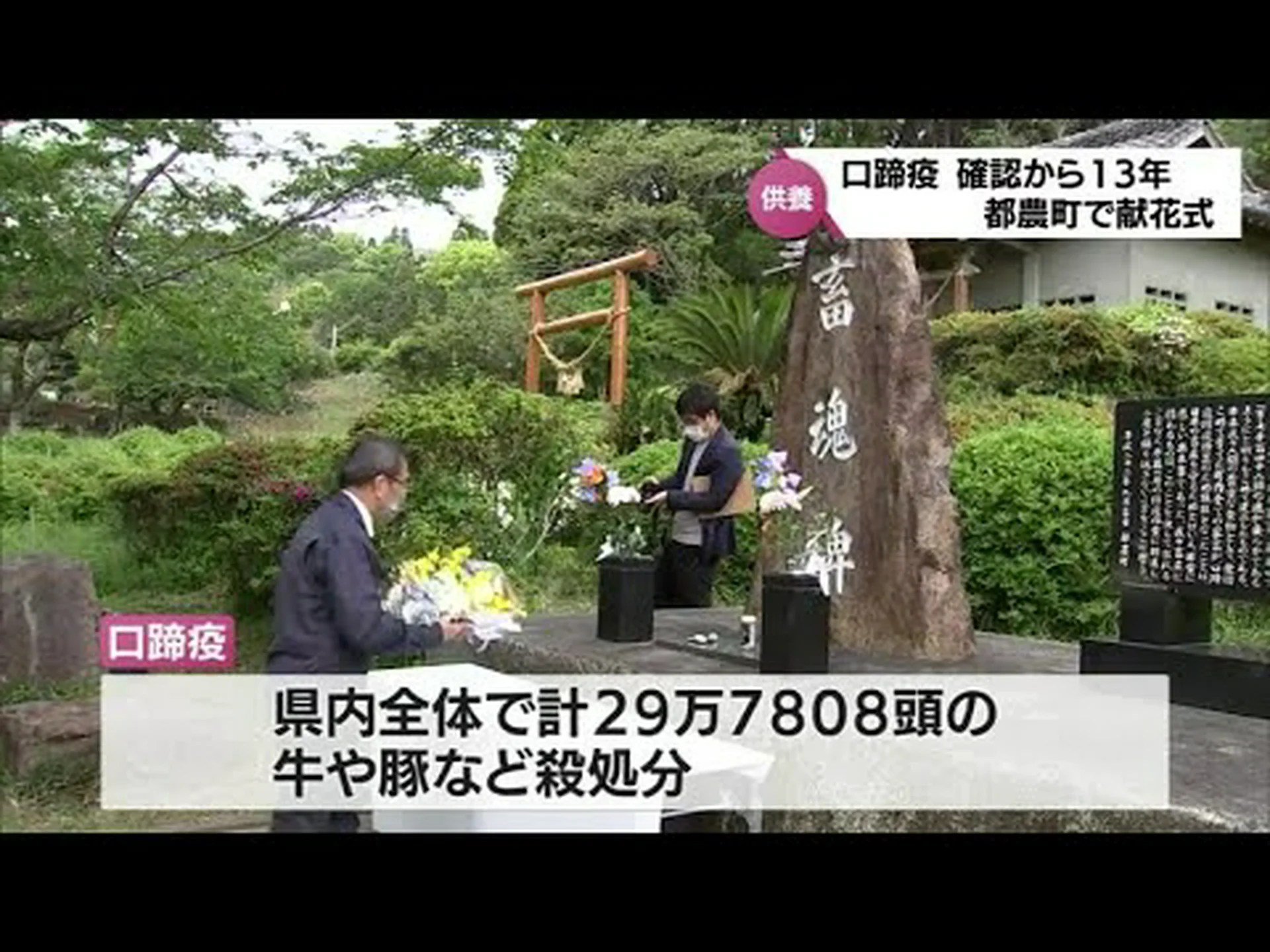 抗体の直接投与は家畜を口蹄疫から守る可能性がある 抗体の直接投与は家畜を口蹄疫から守る可能性がある