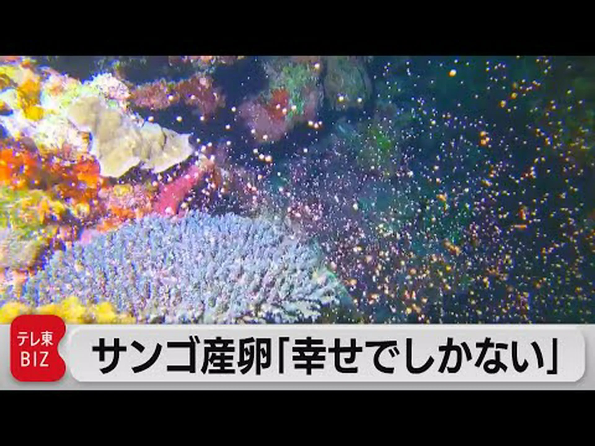 天然のサンゴ礁キラーに対する効果的な治療法 天然のサンゴ礁キラーに対する効果的な治療法