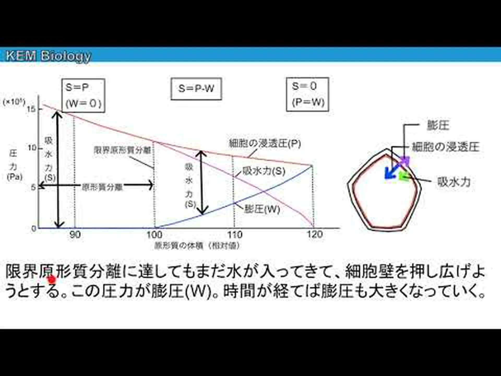 コンピューターモデルが植物の水輸送システムに関する古い考えを覆す コンピューターモデルが植物の水輸送システムに関する古い考えを覆す
