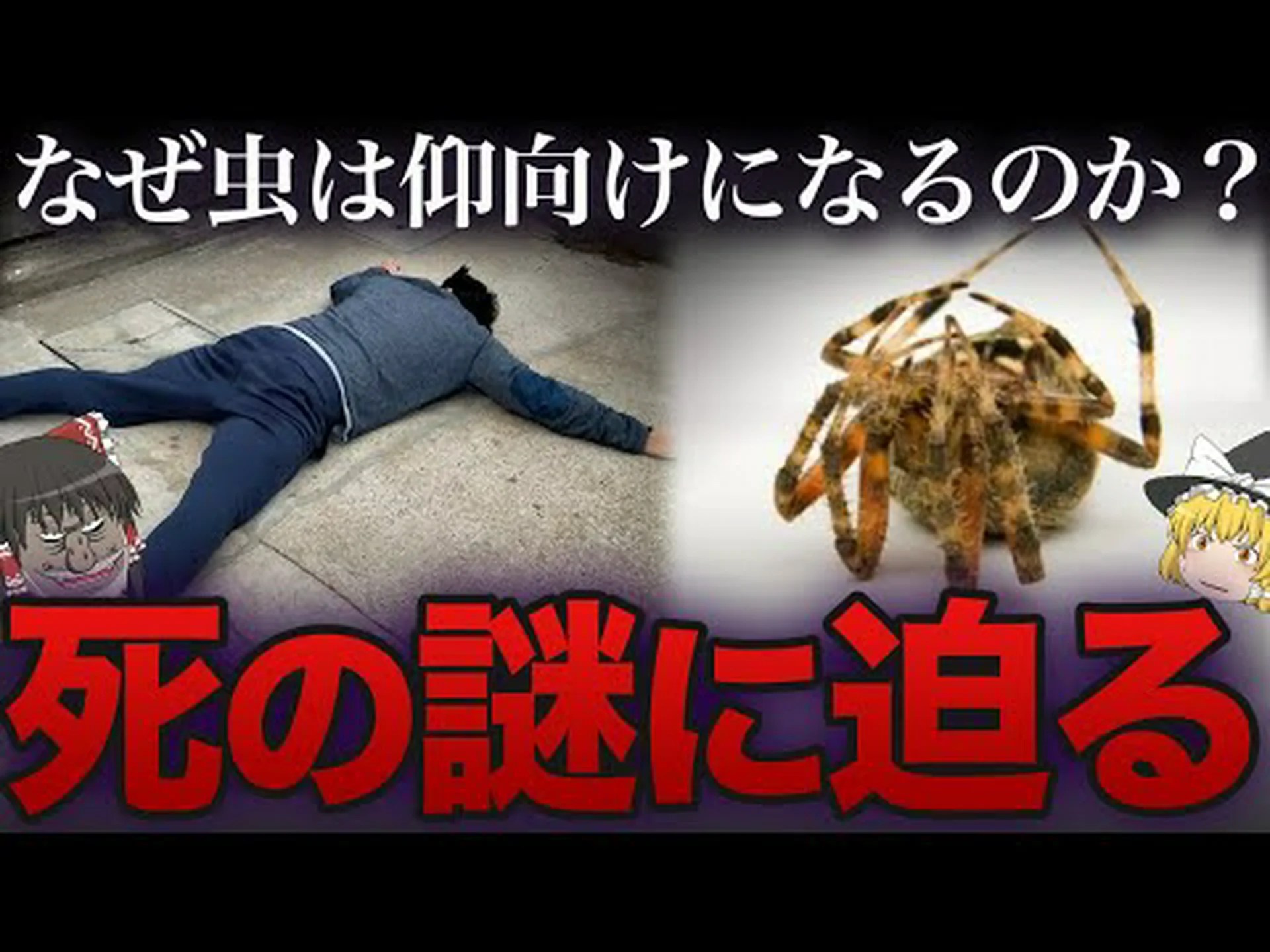 気難しい昆虫 気難しい昆虫