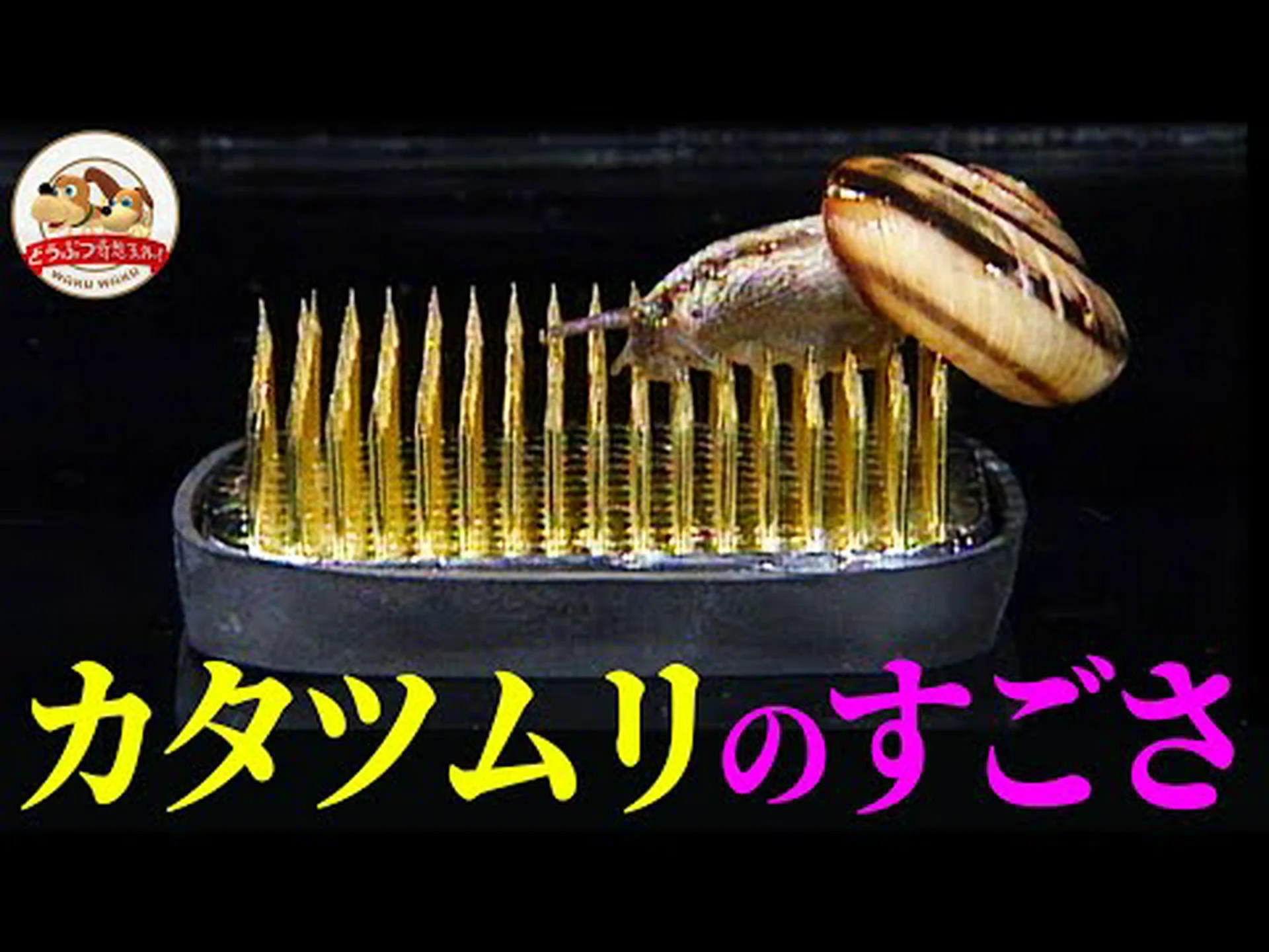 カタツムリには歯がありますか? カタツムリには歯がありますか?