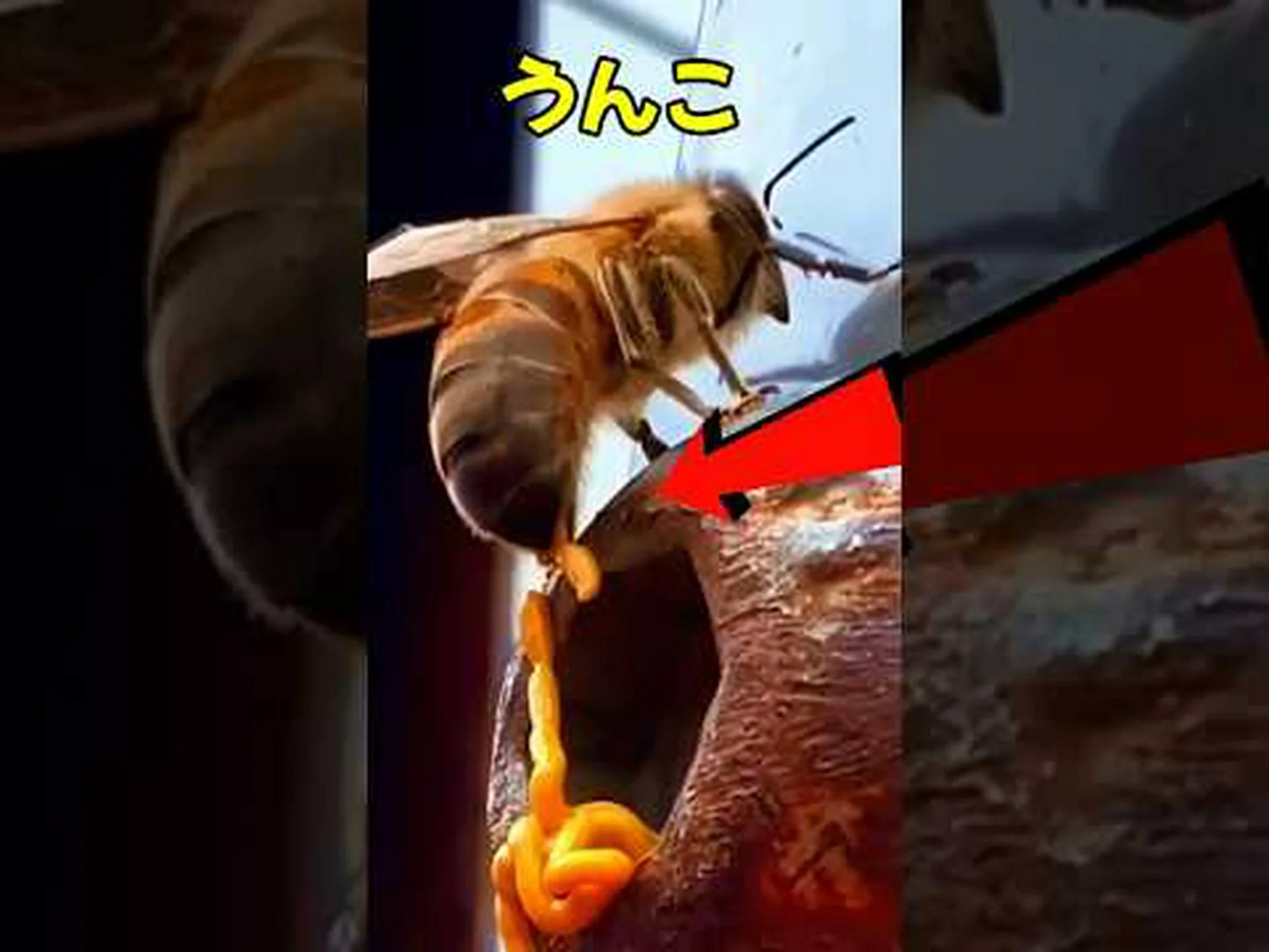 ヨーロッパのミツバチにとって新たな危険 ヨーロッパのミツバチにとって新たな危険