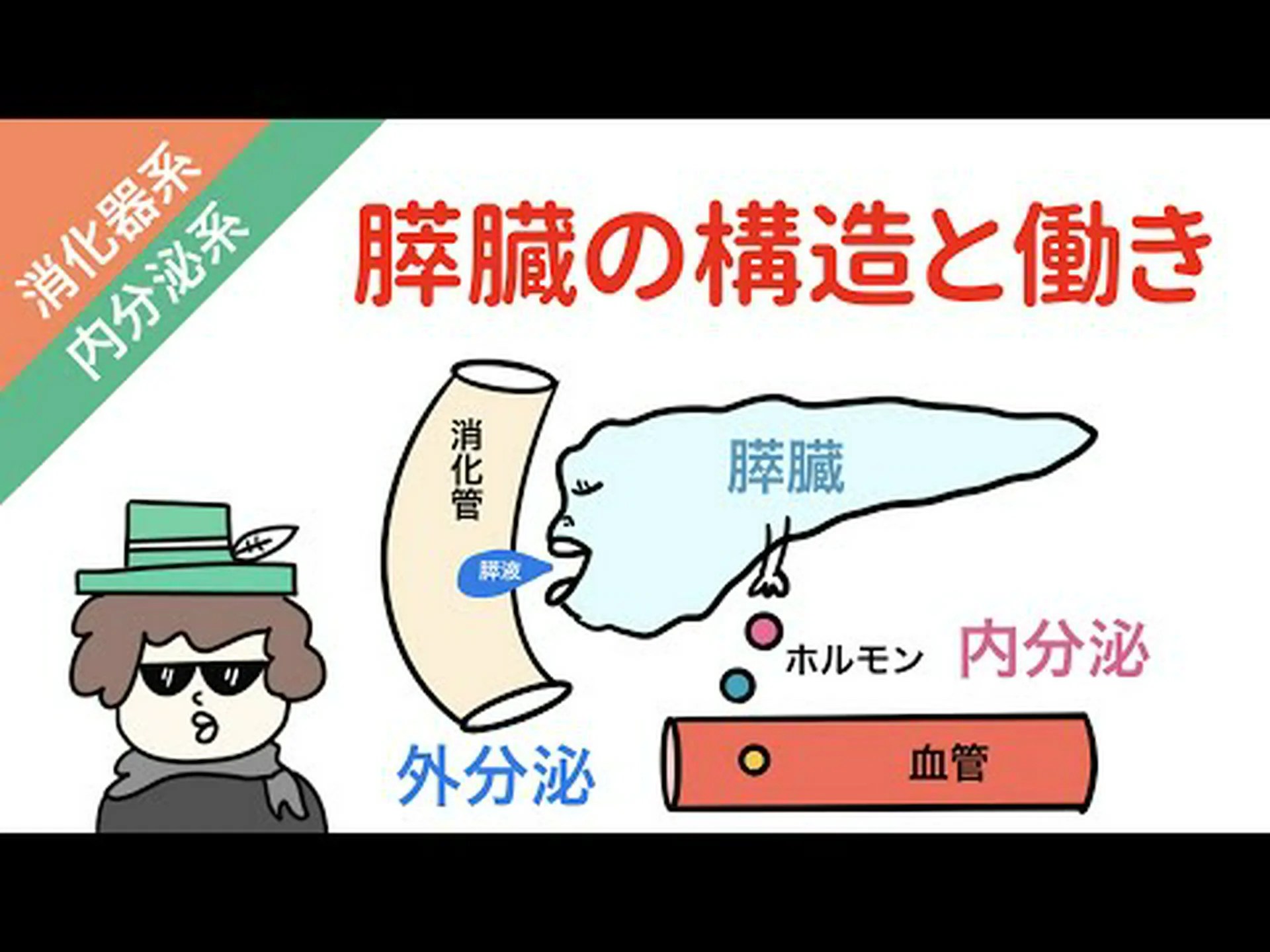 胆嚢か膵臓かは遺伝子によって決定される 胆嚢か膵臓かは遺伝子によって決定される