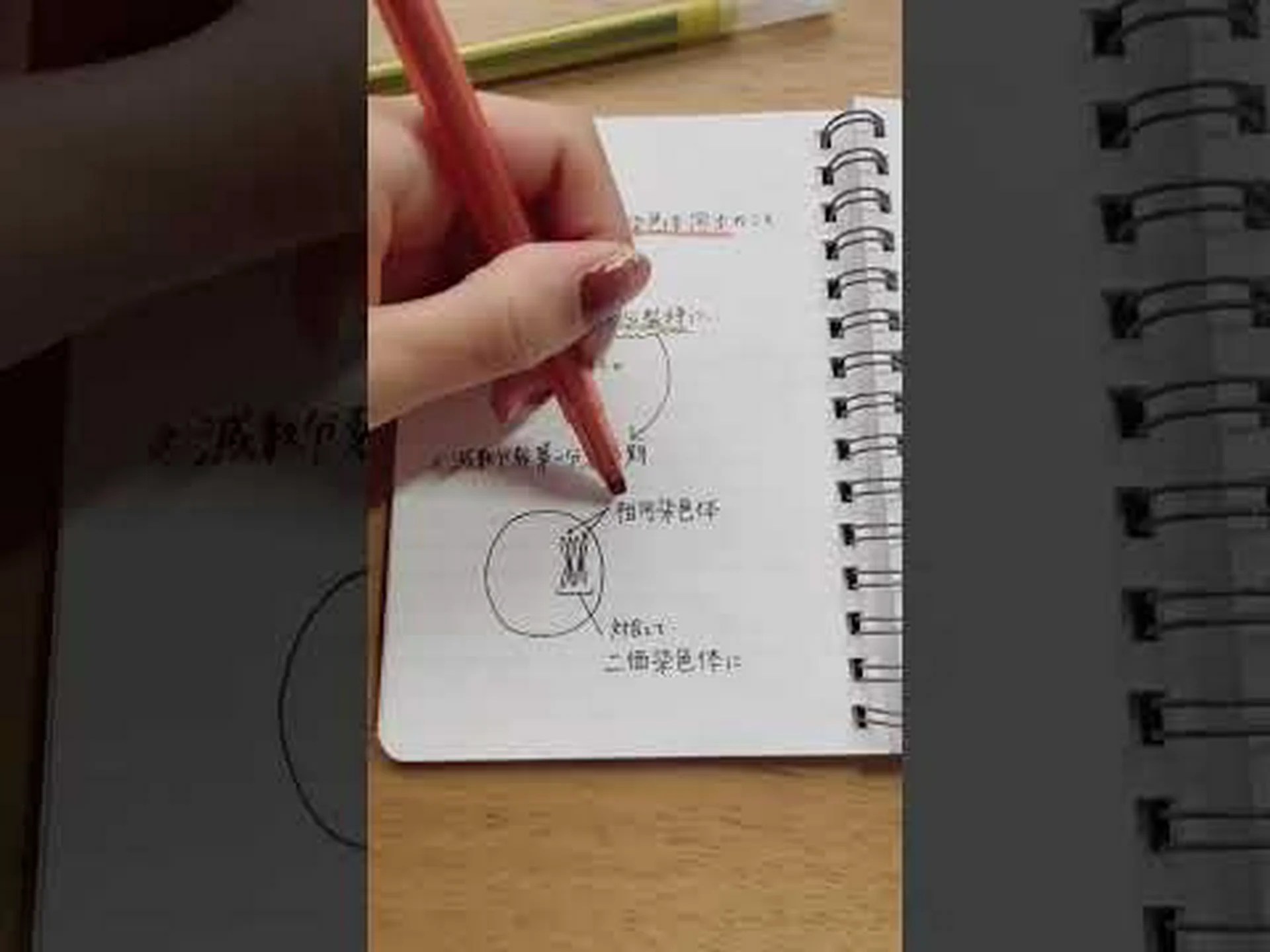 X染色体の秘密 X染色体の秘密