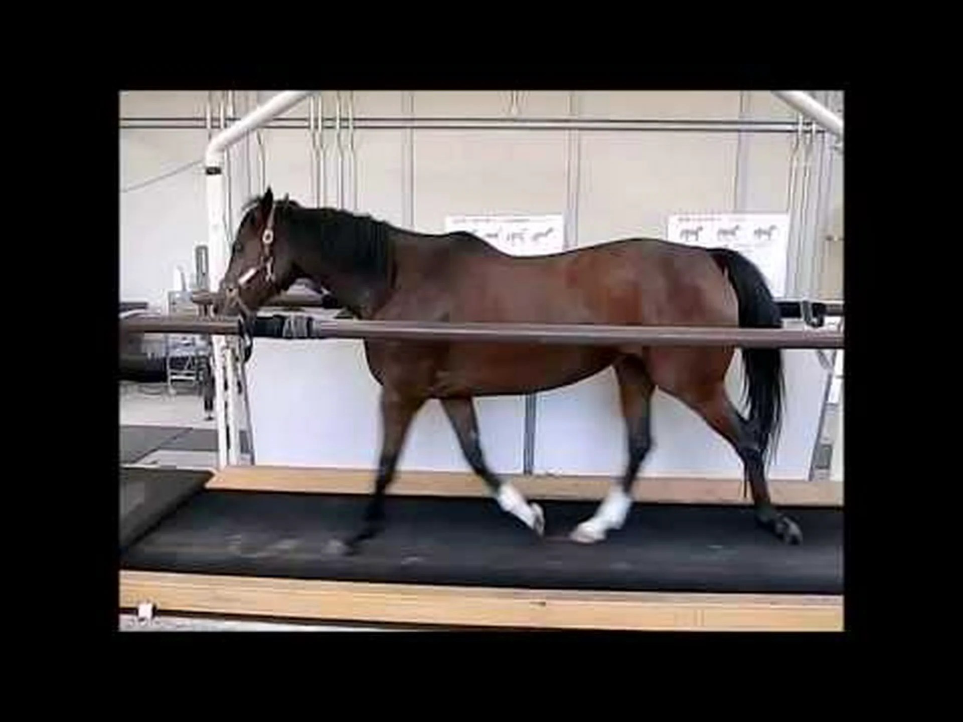 馬の歩き方遺伝子の跡をたどる 馬の歩き方遺伝子の跡をたどる