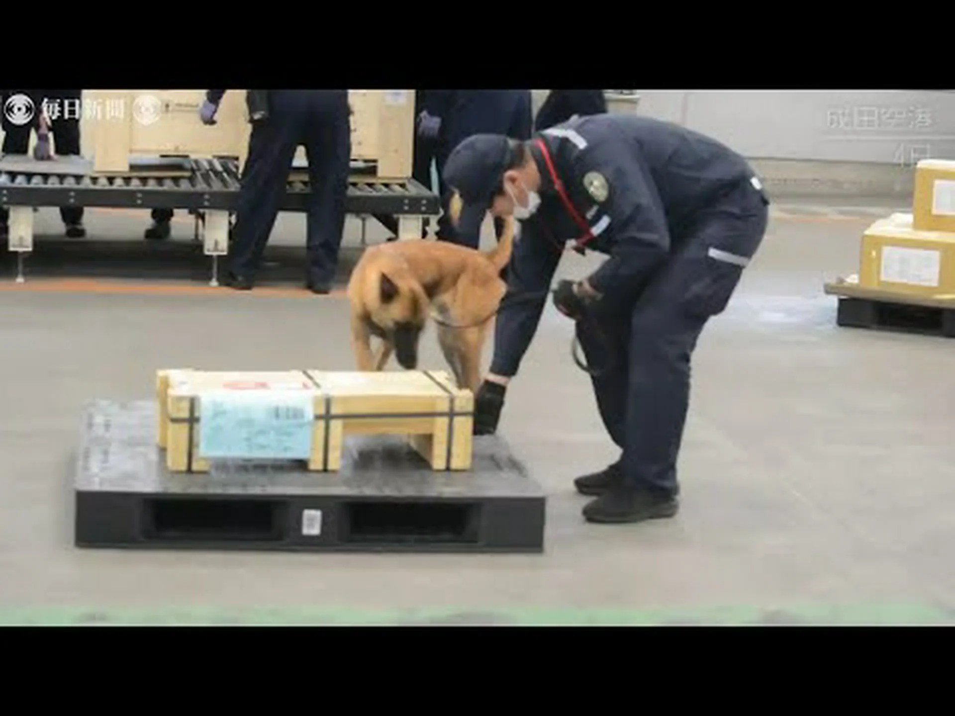 探知犬としての種の探知犬 探知犬としての種の探知犬