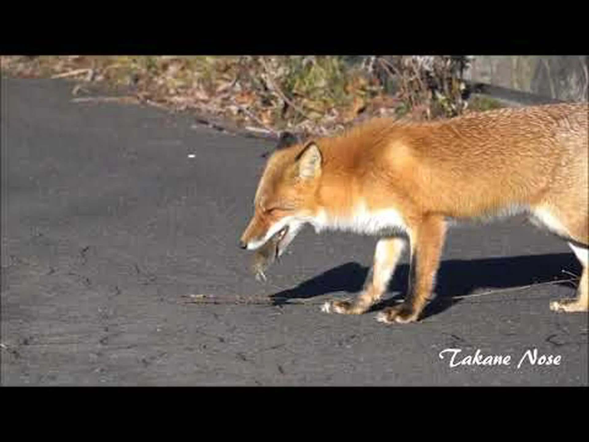 ネズミはどうやって毒を克服したか ネズミはどうやって毒を克服したか