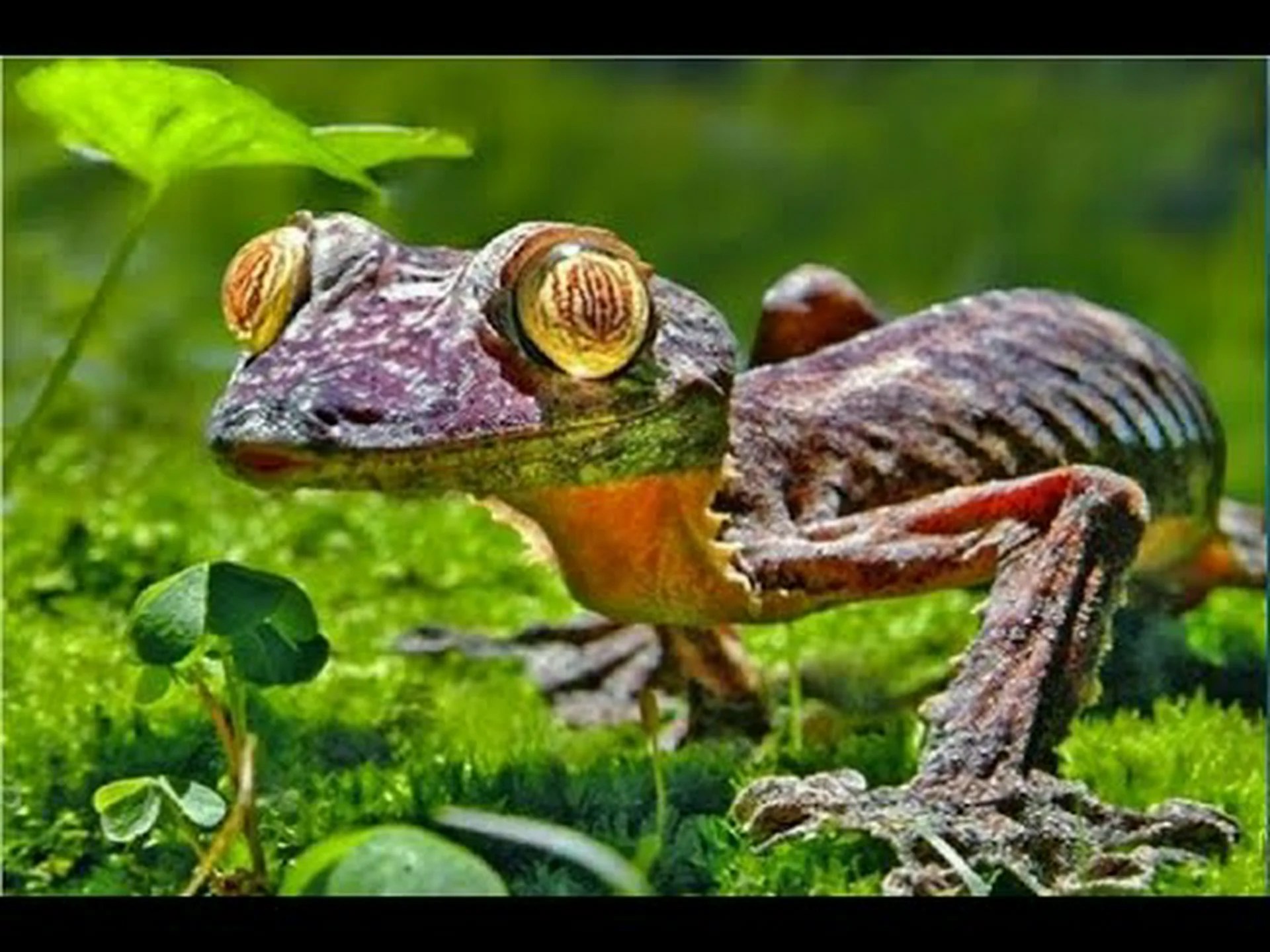 最初の生き物はためらいながら陸地に足を踏み入れた 最初の生き物はためらいながら陸地に足を踏み入れた