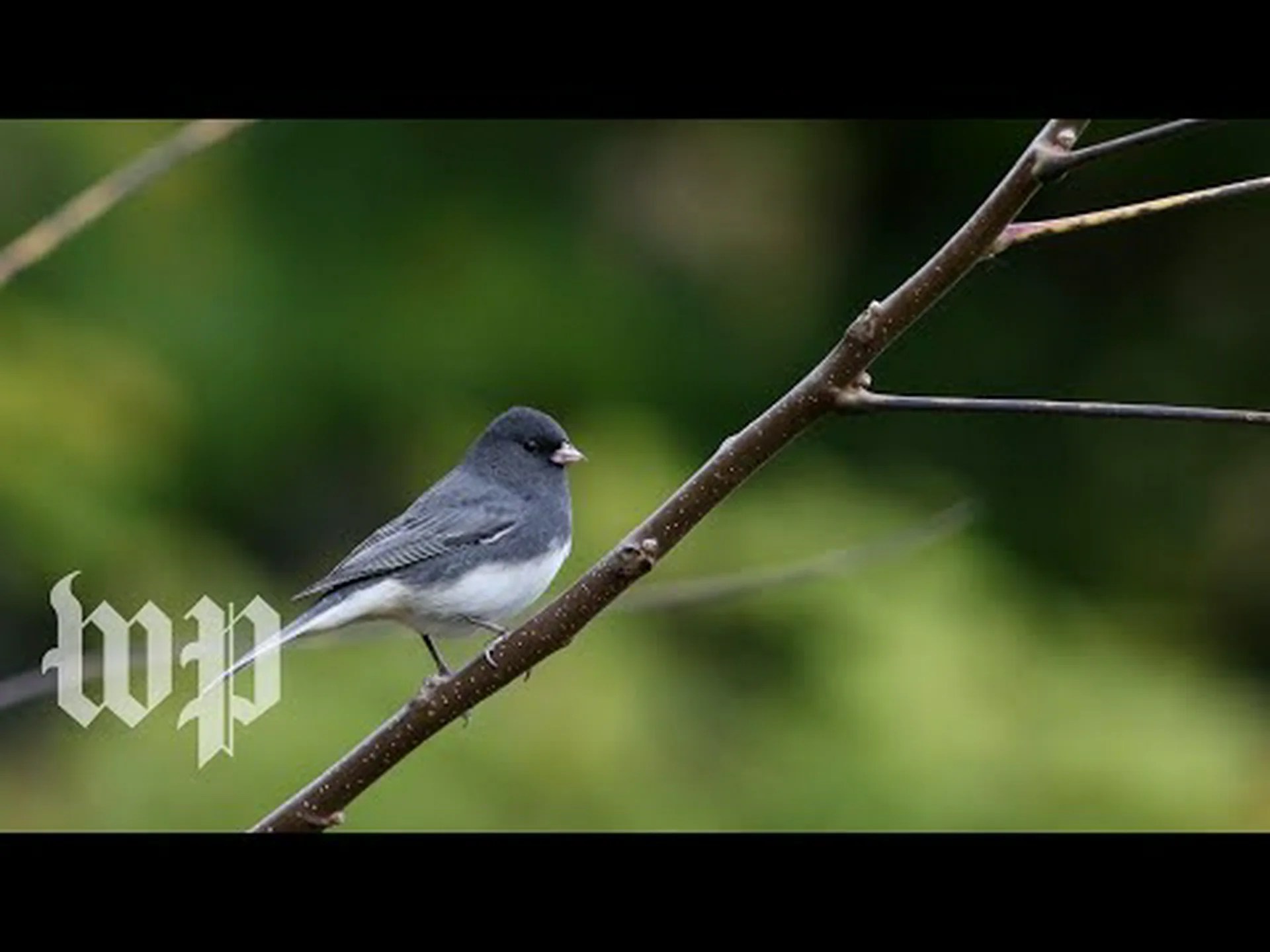 北米では30億羽の鳥が失われた 北米では30億羽の鳥が失われた