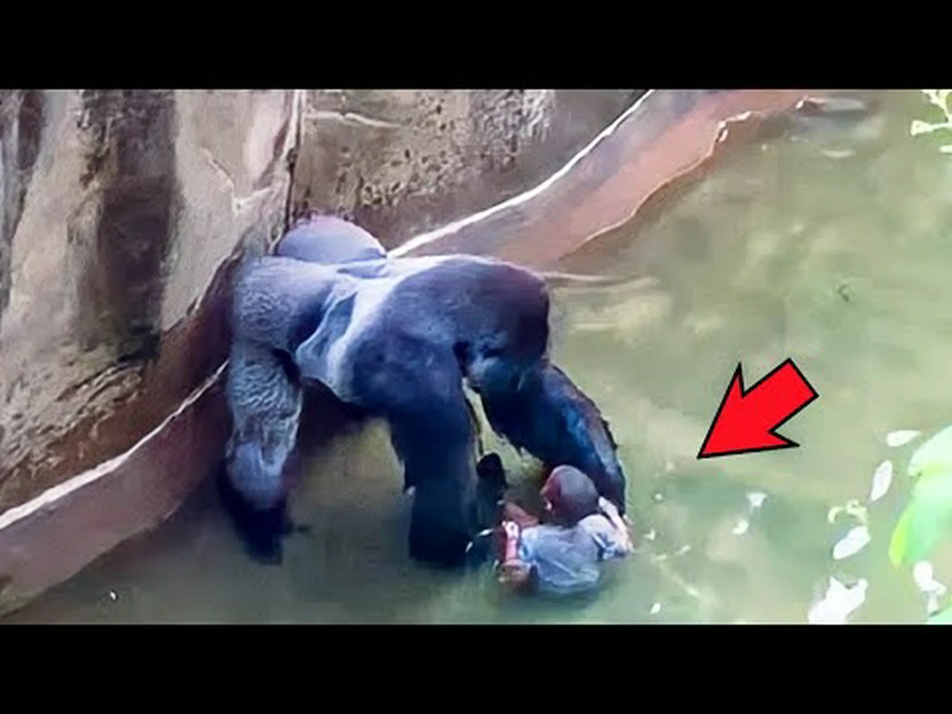 オスのゴリラは水遊びで仲間に感動を与える オスのゴリラは水遊びで仲間に感動を与える