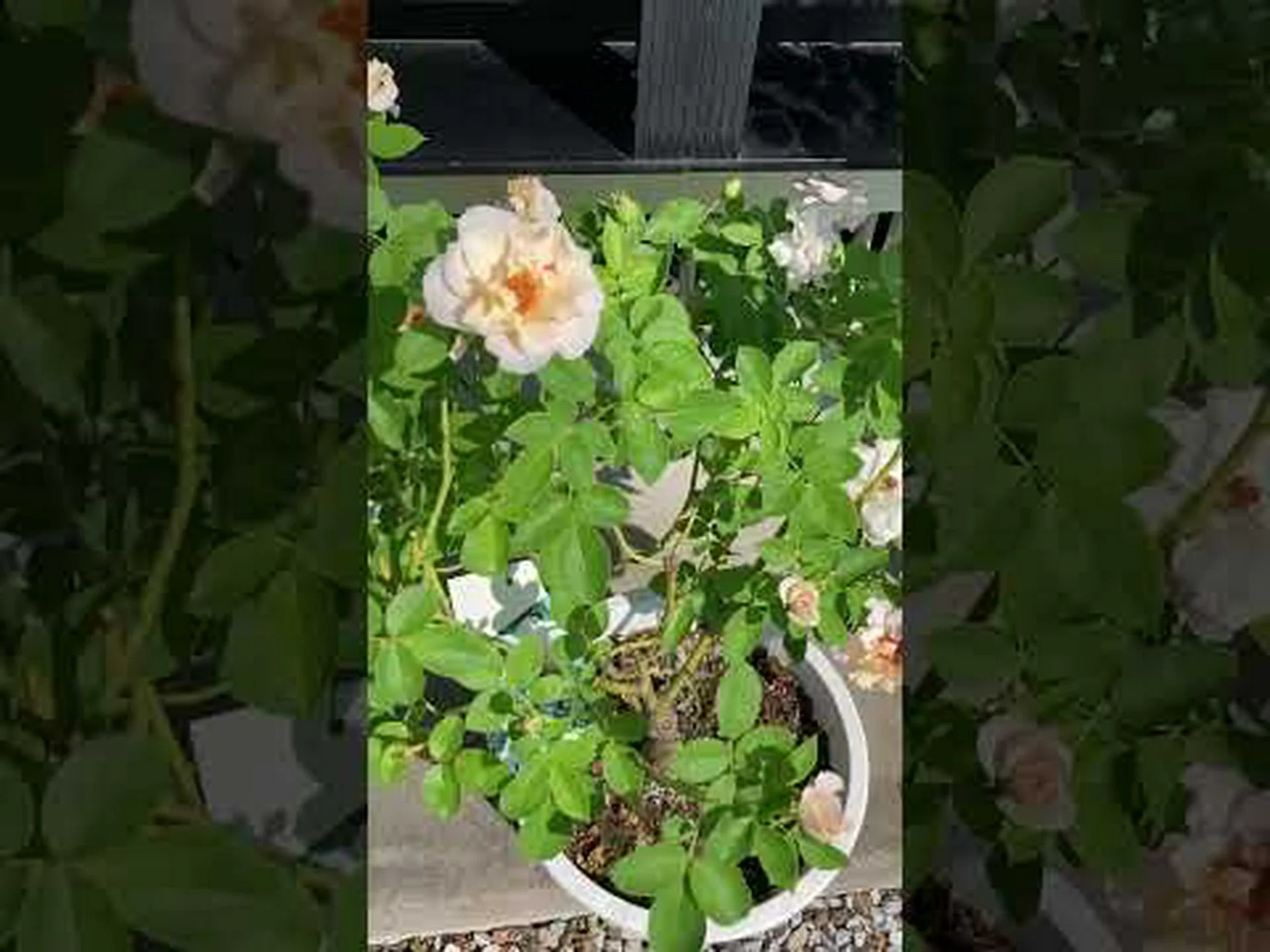 一味違う花の香り 一味違う花の香り