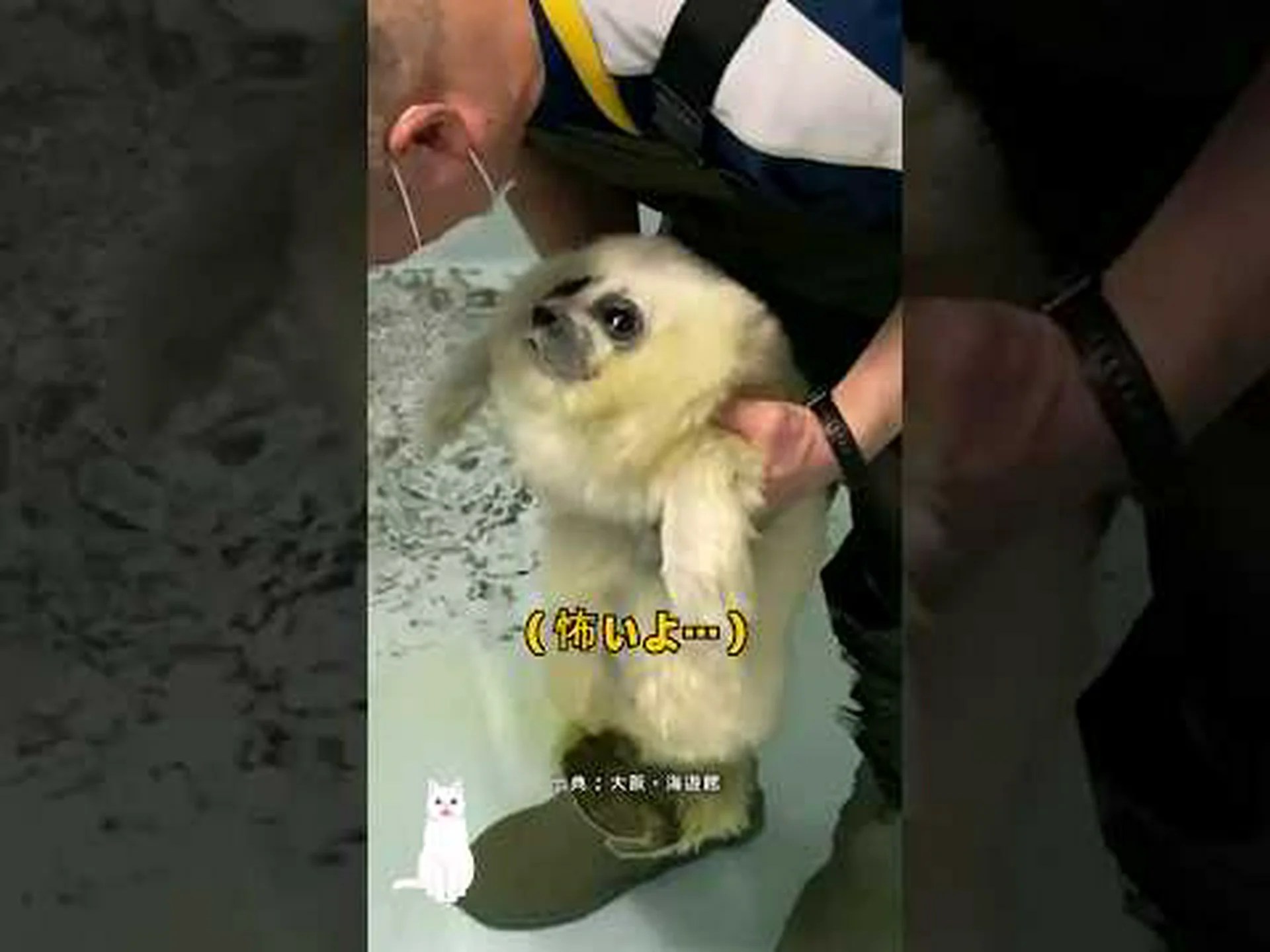 アザラシの赤ちゃん、危険なく潜る アザラシの赤ちゃん、危険なく潜る