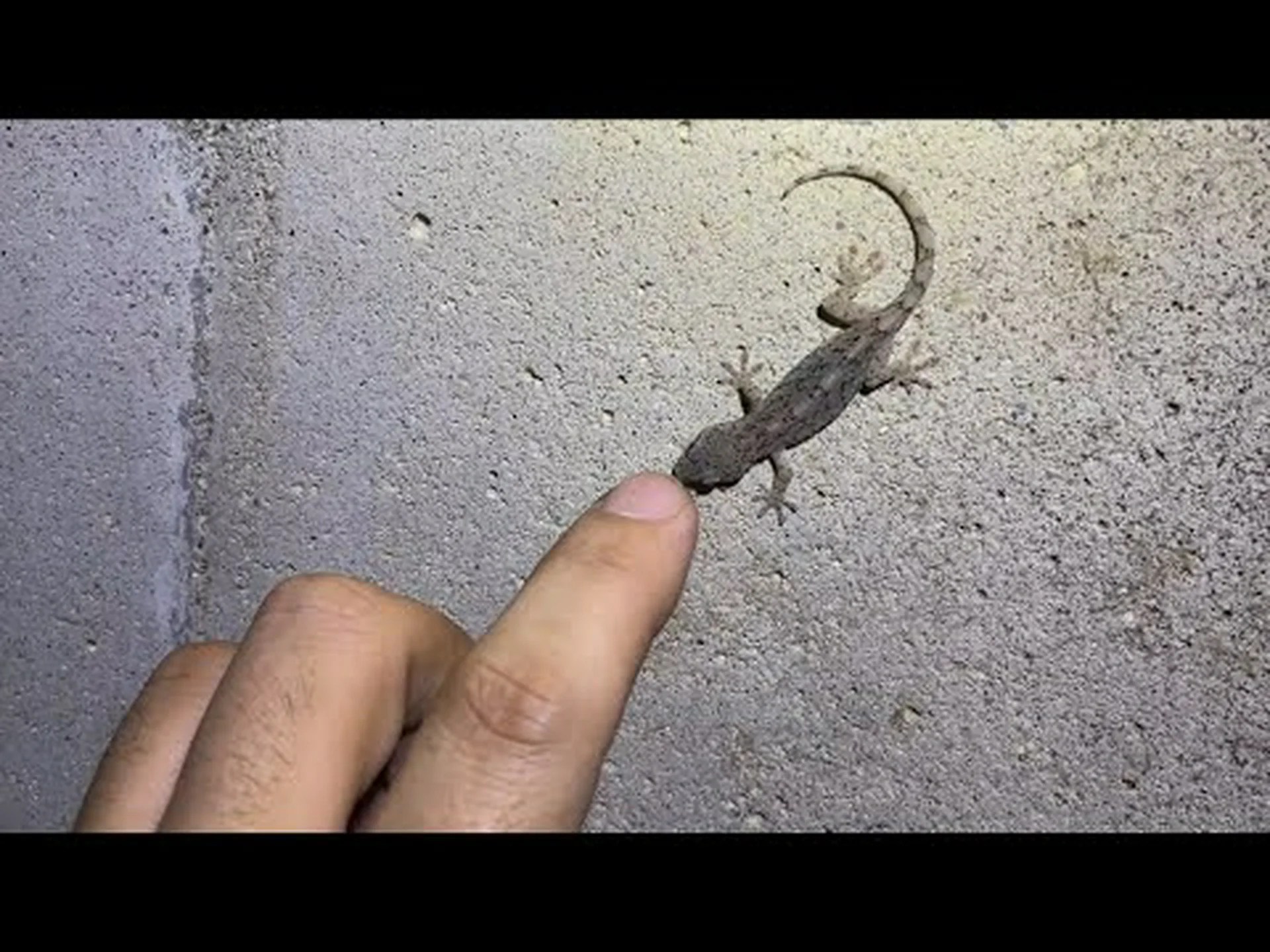 雨が降ってもヤモリが降らない理由 雨が降ってもヤモリが降らない理由