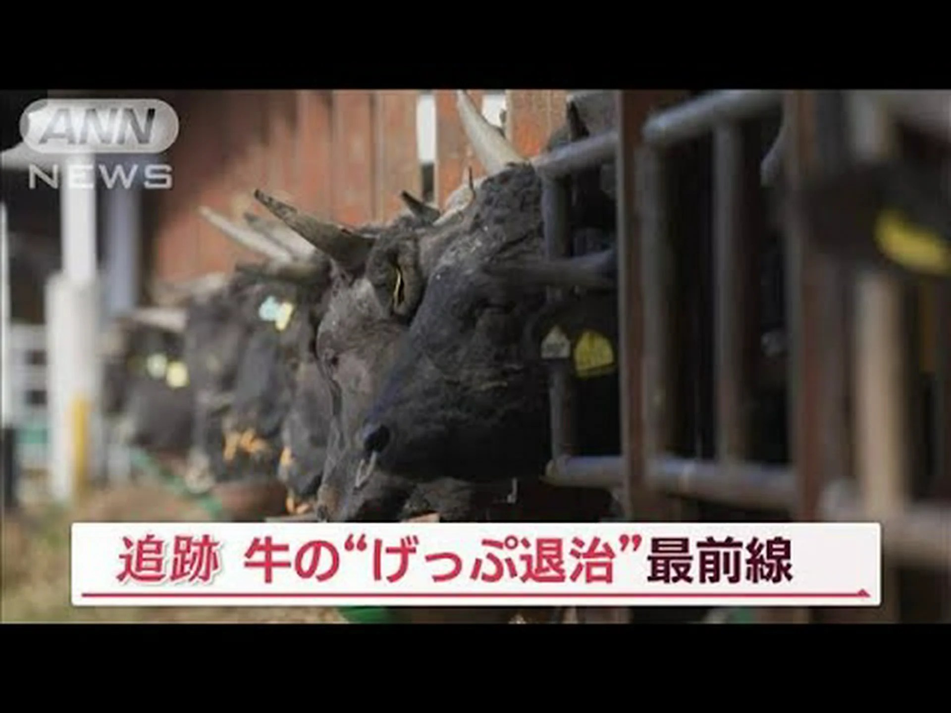 牛はどれくらいのメタンをゲップしますか? 牛はどれくらいのメタンをゲップしますか?