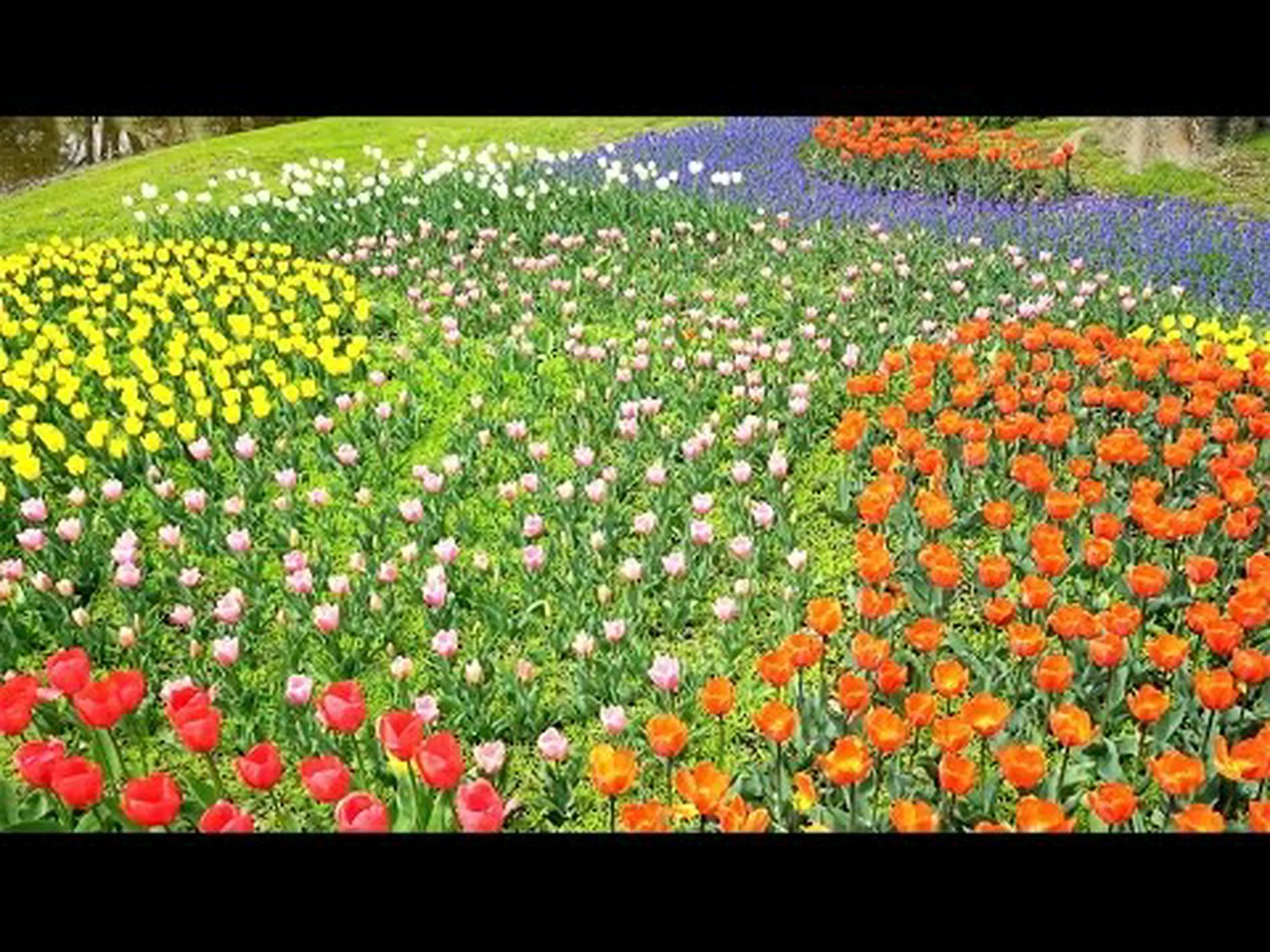 腸内フローラが私たちを満腹にしてくれる 腸内フローラが私たちを満腹にしてくれる