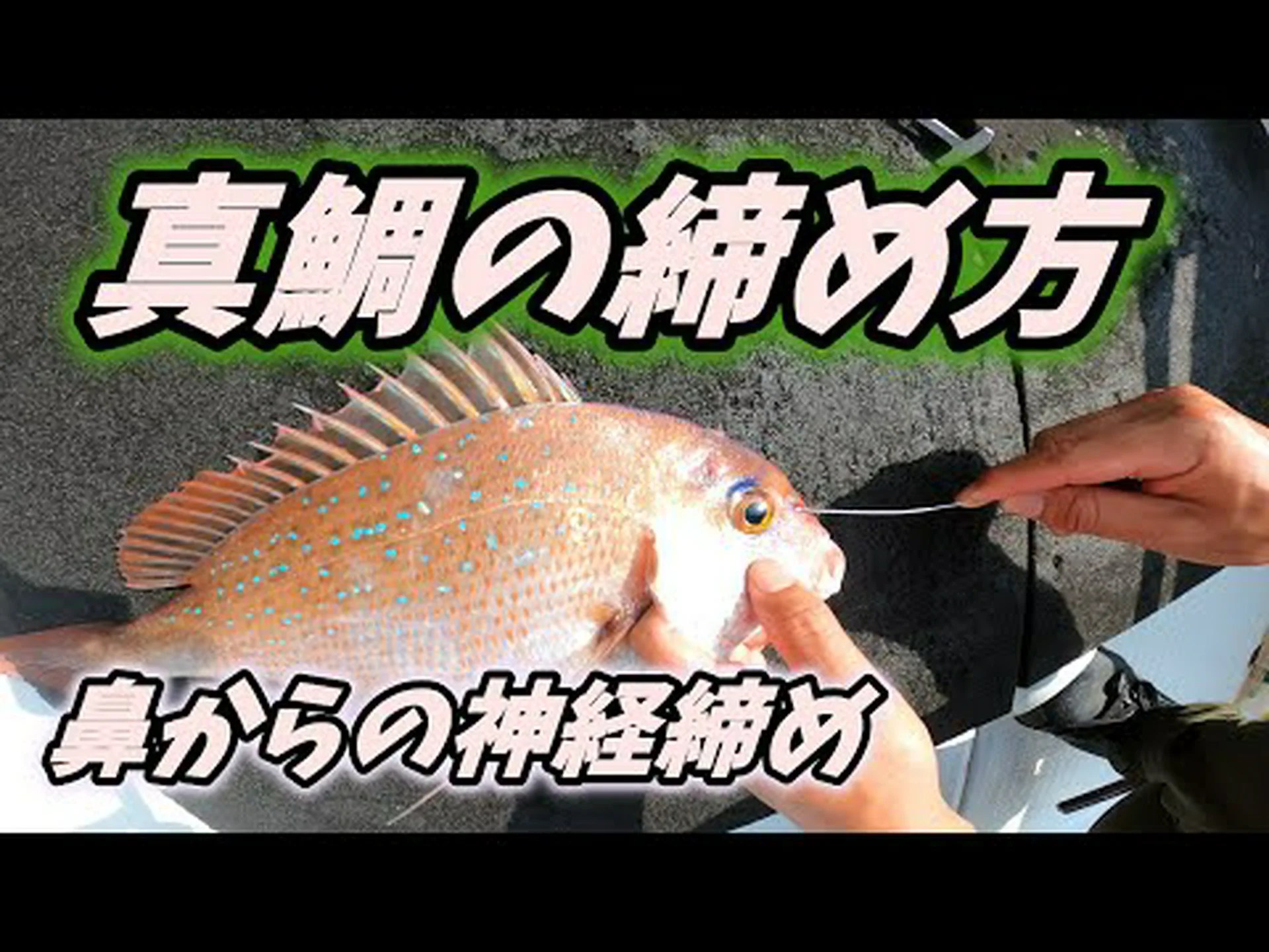 常に鼻をフォローしてください。鼻からの神経は、対麻痺者の脊髄細胞に道を示すはずです。 常に鼻をフォローしてください。鼻からの神経は、対麻痺者の脊髄細胞に道を示すはずです。