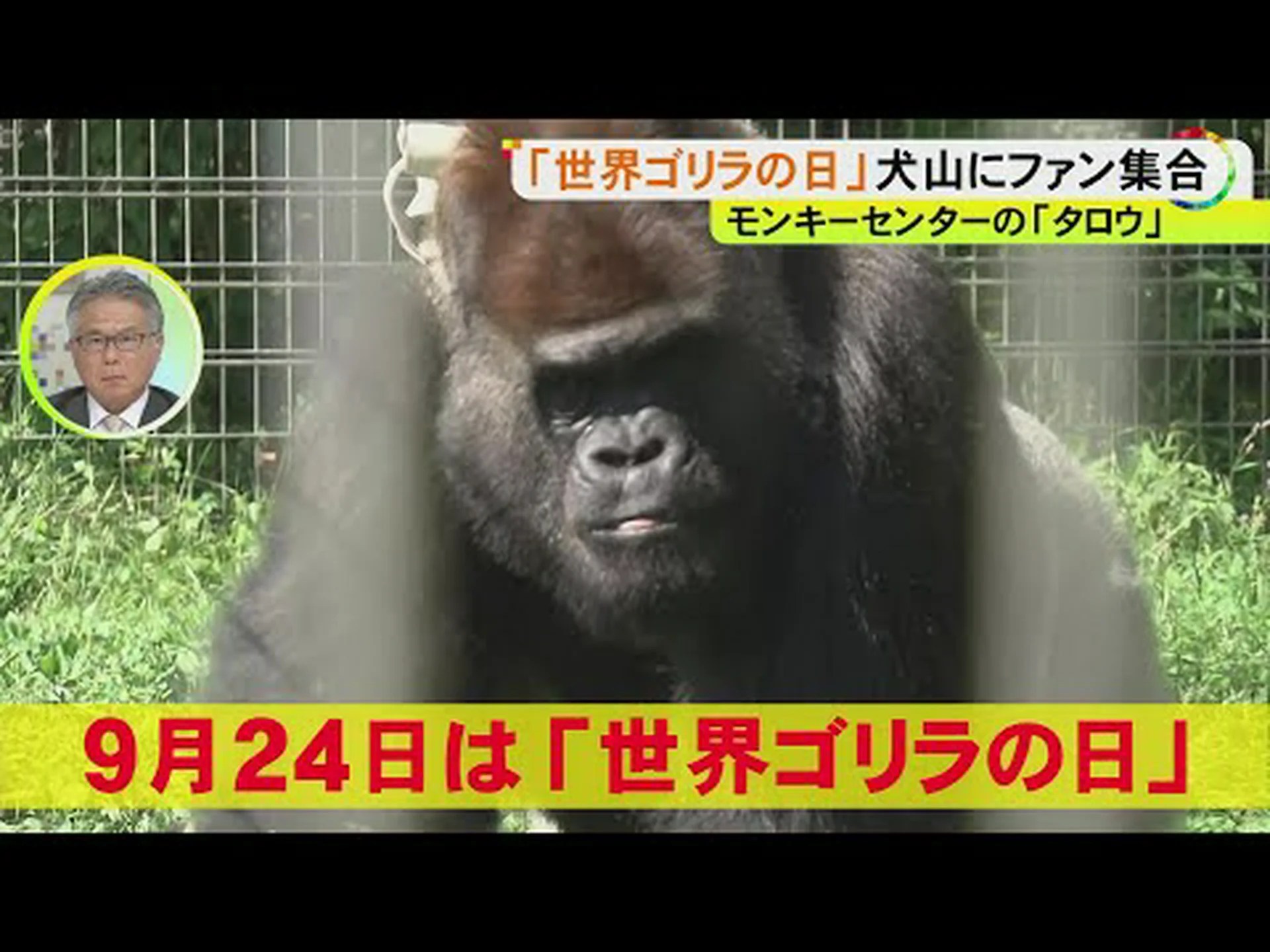 短くて甘い 絶滅危惧種のゴリラ 短くて甘い 絶滅危惧種のゴリラ