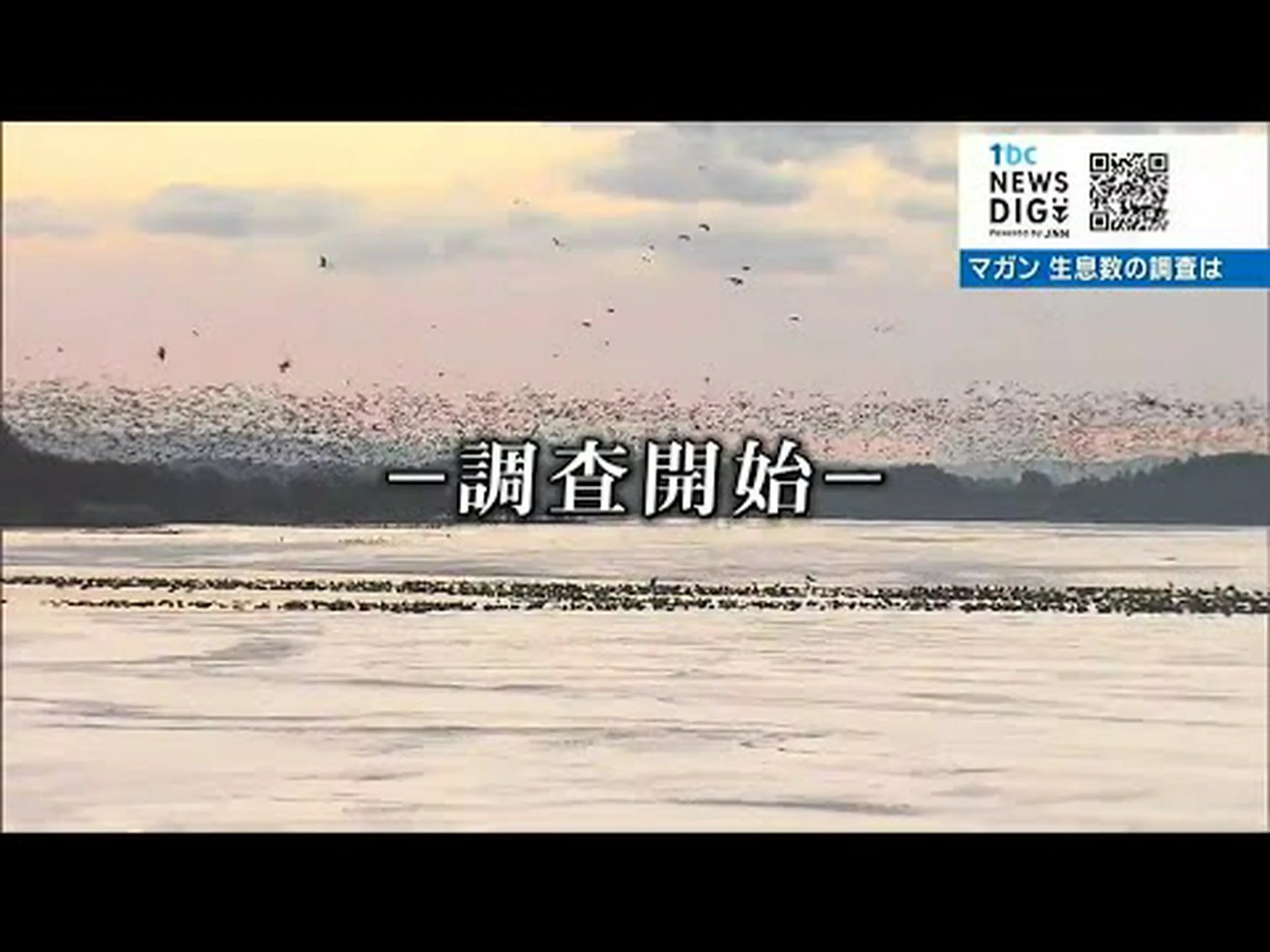 知っておく価値があること: なぜ渡り鳥は暖かい南部に永遠に留まらないのでしょうか? 知っておく価値があること: なぜ渡り鳥は暖かい南部に永遠に留まらないのでしょうか?
