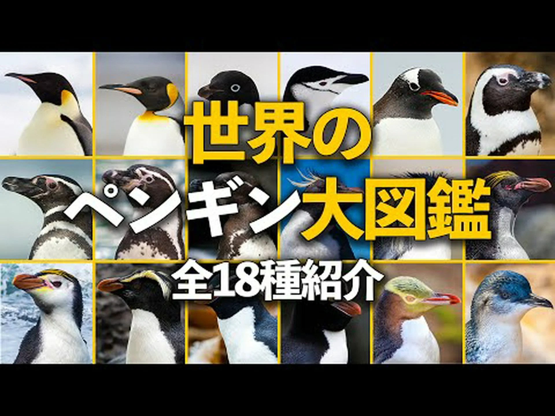 研究者がペンギンにとって脅威となる理由 研究者がペンギンにとって脅威となる理由
