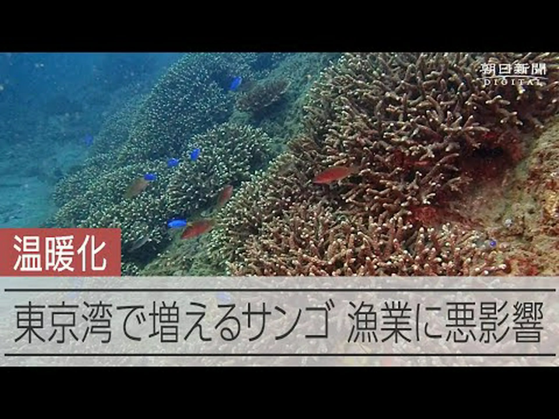 漁業が生態系に及ぼす影響 漁業が生態系に及ぼす影響