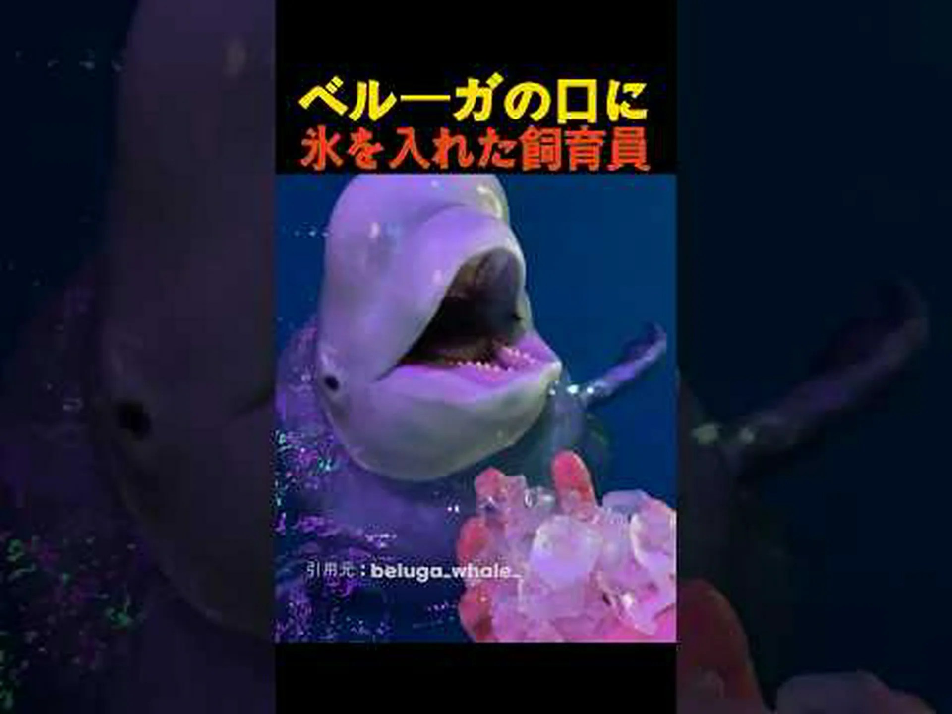 海氷がなければシロイルカはより深く潜る 海氷がなければシロイルカはより深く潜る