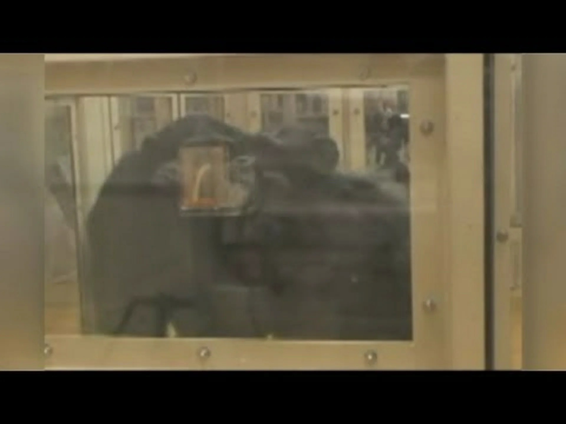 チンパンジー:掘削道具のプロフェッショナル チンパンジー:掘削道具のプロフェッショナル