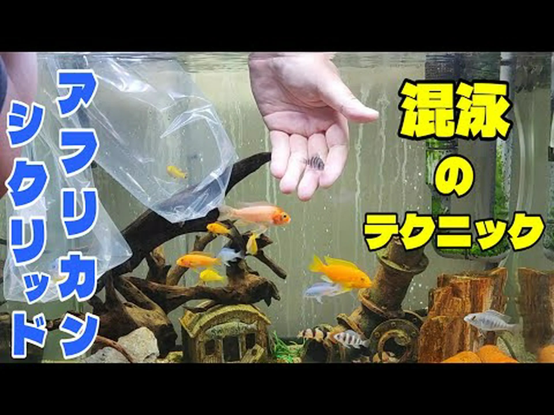 社会の進歩によりシクリッドはカラフルで強力になった 社会の進歩によりシクリッドはカラフルで強力になった