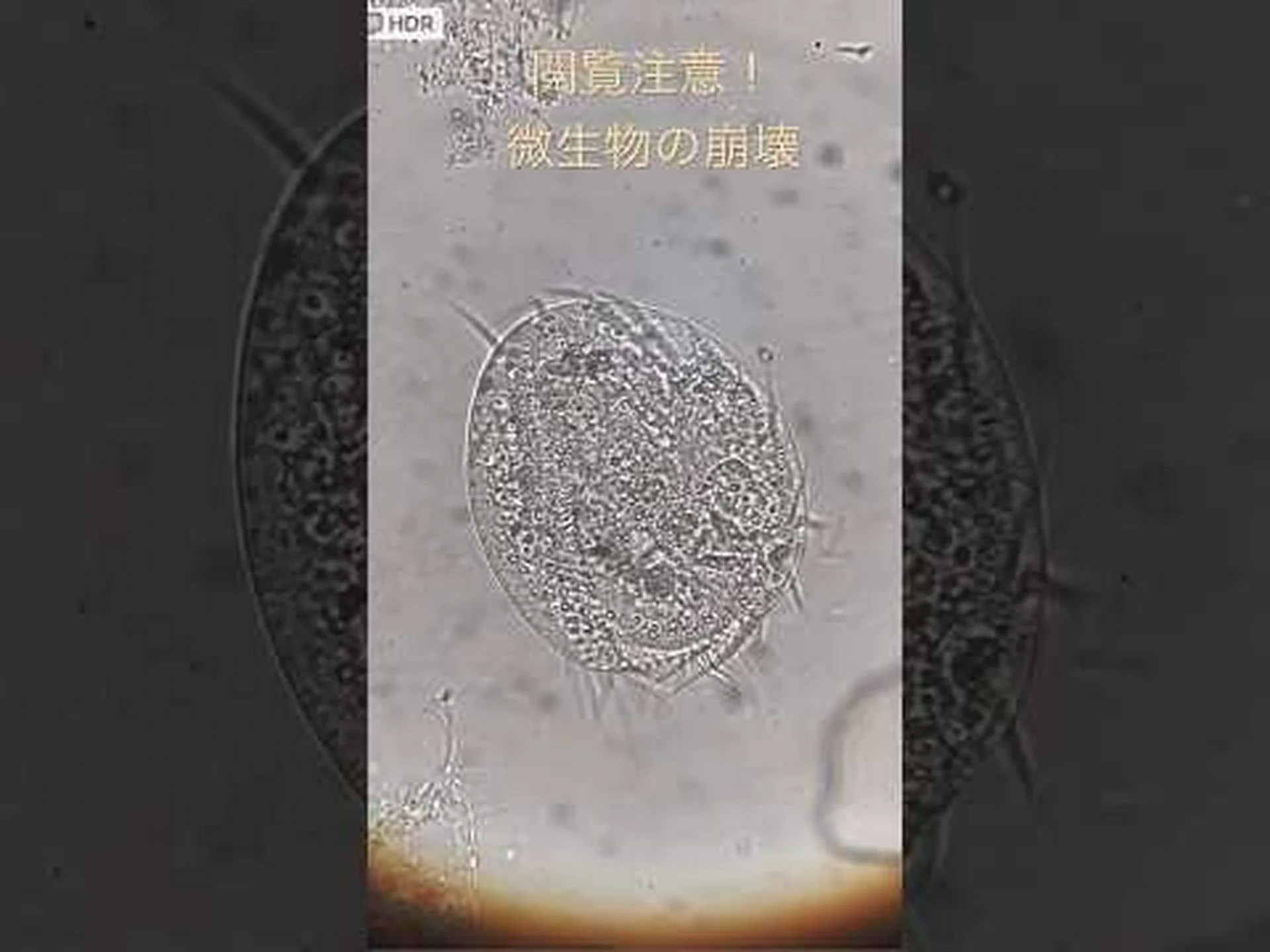 海綿状の微生物のホットスポット 海綿状の微生物のホットスポット