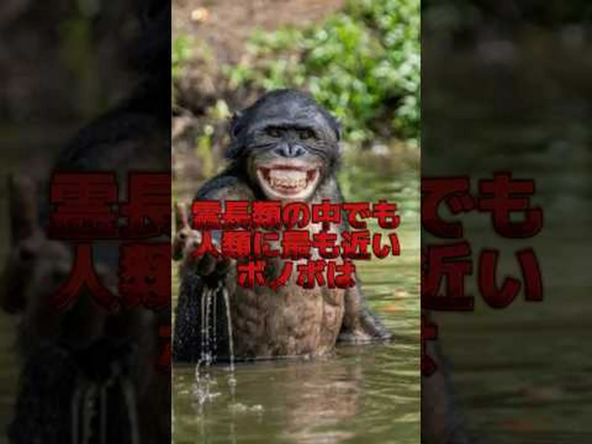 ボノボは友達よりも知らない人と共有することを好みます ボノボは友達よりも知らない人と共有することを好みます