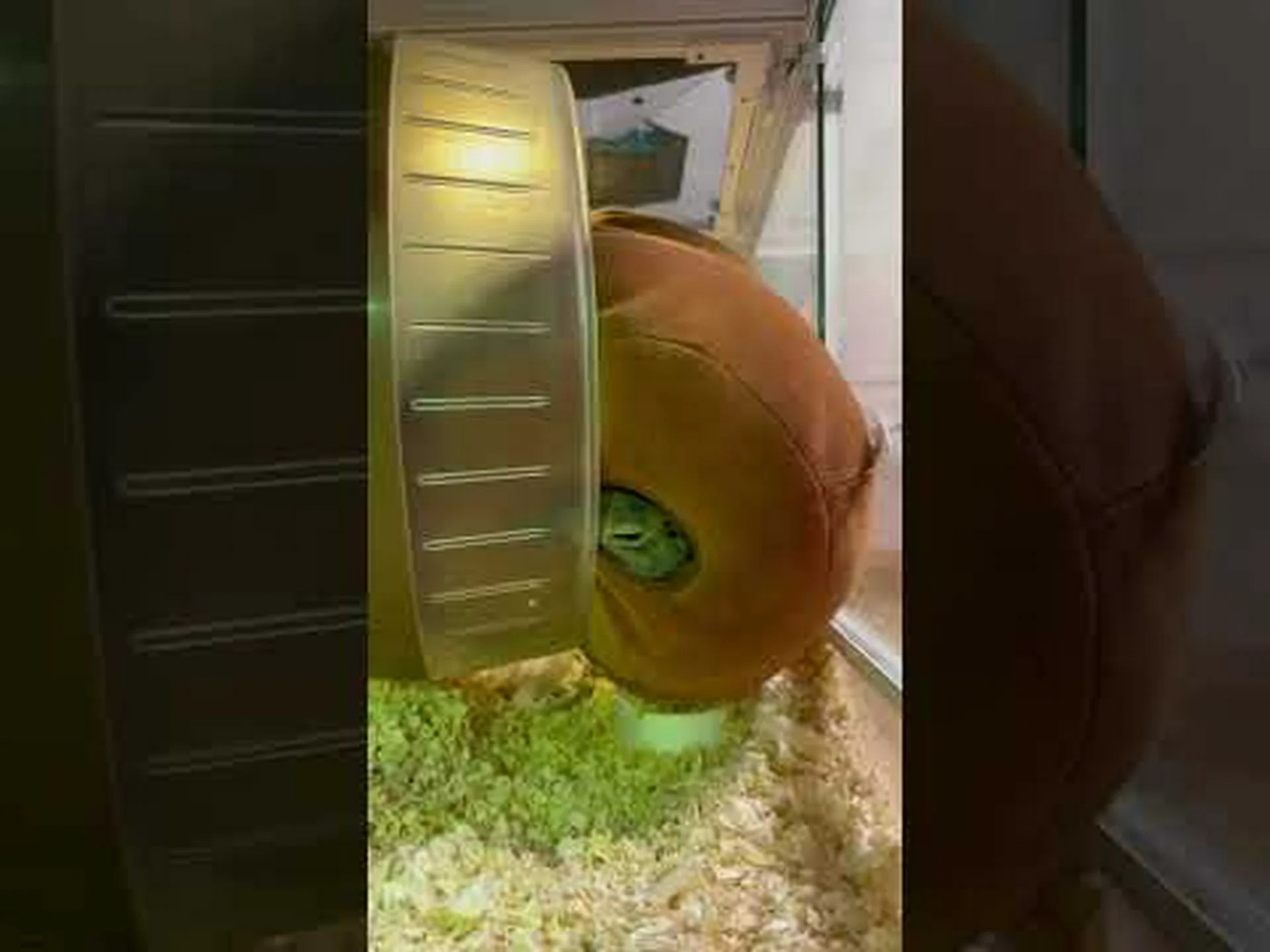 眠そうなジリス 眠そうなジリス