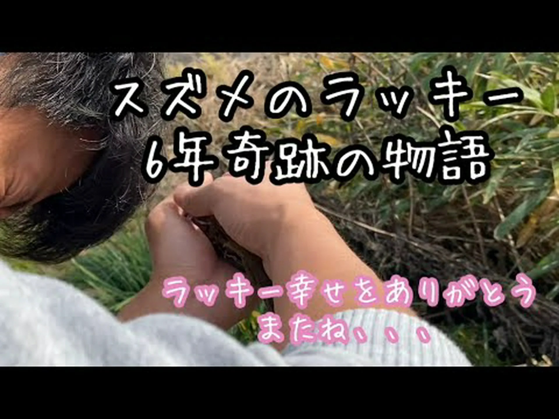 スズメと人間の物語 スズメと人間の物語