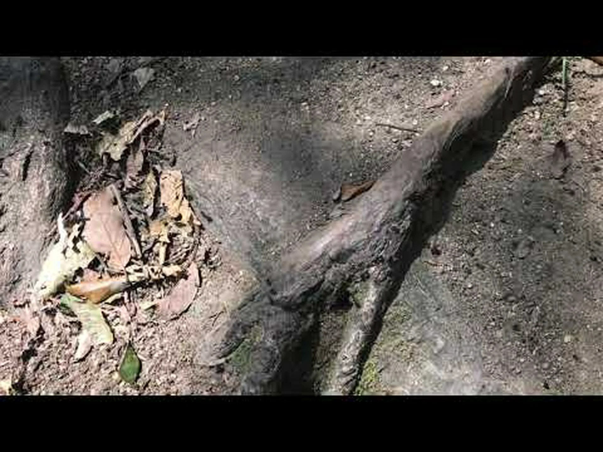 アリから学ぶ: アリの道で渋滞が起こらない理由 アリから学ぶ: アリの道で渋滞が起こらない理由