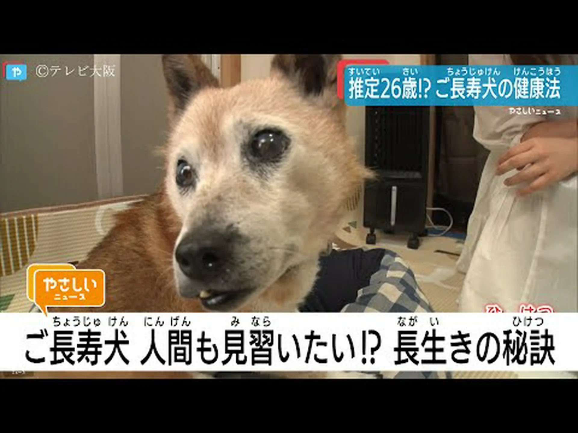 ペットは寿命を延ばす ペットは寿命を延ばす