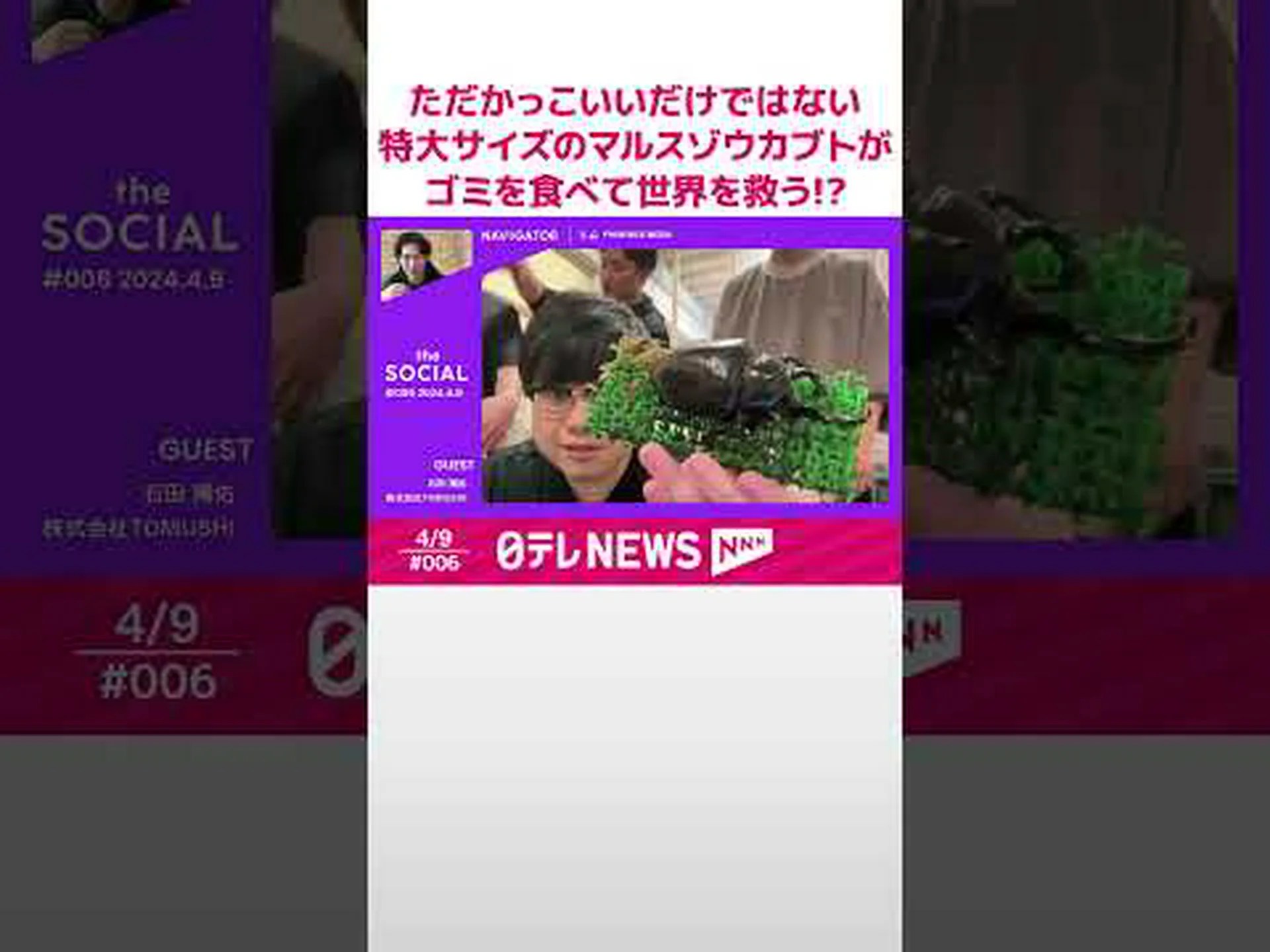 気候変動によりカブトムシが減少している 気候変動によりカブトムシが減少している